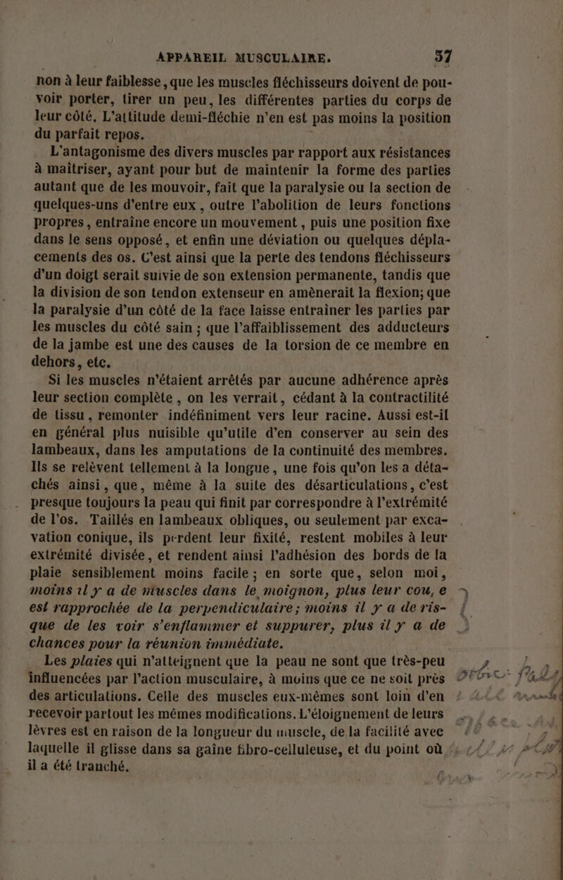 non à leur faiblesse , que les muscles fléchisseurs doivent de pou- voir porter, tirer un peu, les différentes parties du corps de leur côté, L'attitude demi-fléchie n’en est pas moins la position du parfait repos. L'antagonisme des divers muscles par rapport aux résistances à maitriser, ayant pour but de maintenir la forme des parties autant que de les mouvoir, fait que la paralysie ou la section de quelques-uns d’entre eux , outre l'abolition de leurs fonctions propres , entraîne encore un mouvement , puis une position fixe dans le sens opposé, et enfin une déviation ou quelques dépla- cements des os. C’est ainsi que la perte des tendons fléchisseurs d’un doigt serait suivie de son extension permanente, tandis que la division de son tendon extenseur en amènerait la flexion; que la paralysie d’un côté de la face laisse entrainer les parties par les muscles du côté sain ; que l’affaiblissement des adducteurs de la jambe est une des causes de la torsion de ce membre en dehors, etc. Si les muscles n'étaient arrêtés par aucune adhérence après leur section complète , on les verrait, cédant à la contractilité de tissu , remonter indéfiniment vers leur racine. Aussi est-il en général plus nuisible qu’utile d’en conserver au sein des lambeaux, dans les amputations de la continuité des membres. Ils se relèvent tellement à la longue, une fois qu’on les a déta- chés ainsi, que, même à la suite des désarticulations, c’est presque toujours la peau qui finit par correspondre à l'extrémité de l'os. Taillés en lambeaux obliques, ou seulement par exca- vation conique, ils perdent leur fixité, restent mobiles à leur extrémité divisée, et rendent ainsi l'adhésion des bords de la plaie sensiblement moins facile ; en sorte que, selon moi, moins 1l y a de nruscles dans le moignon, plus leur cou, e est rapprochée de la perpendiculaire; moins il y a de ris- que de les voir s’enflammer et suppurer, plus à y « de chances pour la réunion immédiate. Les plaies qui n'atteignent que la peau ne sont que très-peu influencées par l’action musculaire, à moins que ce ne soit près des articulations. Celle des muscles eux-mêmes sont loin d’en recevoir partout les mêmes modifications. L'éloignement de leurs lèvres est en raison de la longueur du muscle, de la facilité avec laquelle il glisse dans sa gaîne fibro-celluleuse, et du point où il a été tranché, |