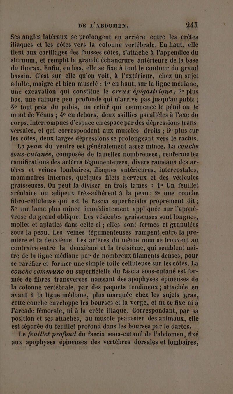 Ses angles latéraux se prolongent en arrière entre les crêtes iliaques et les côtes vers Ja colonne vertébrale. En haut, elle tient aux cartilages des fausses côles, s'attache à l’appendice du sternum, et remplit la grande échancrure antérieure de la base du thorax. Enfin, en bas, elle se fixe à tout le contour du grand bassin. C’est sur elle qu'on voit, à l'extérieur, chez un sujet adulte, maigre et bien musclé : 1° en haut, sur la ligne médiane, une excayation qui constitue le creux épigastrique ; 2 plus bas, une rainure peu profonde qui n’arrive pas jusqu’au pubis ; 3° tout près du pubis, un relief qui commence le pénil ou le mont de Vénus ; 4° en dehors, deux saillies parallèles à l’axe du corps, interrompues d'espace en espace par des dépressions trans- versales, et qui correspondent aux muscles droits ; 5° plus sur les côtés, deux larges dépressions se prolongeant vers le rachis. La peau du ventre est généralement assez mince. La couche sous-cutanée, composée de lamelles nombreuses, renferme les ramifications des artères tégumenteuses, divers rameaux des ar- tères et veines lombaires, iliaques antérieures, intercostales, mammaires internes, quelques filets nerveux et des vésicules graisseuses. On peut la diviser en trois lames : 1° Un feuillet aréolaire ou adipeux très-adhérent à la peau ; 2 une couche fibro-ceiluleuse qui est le fascia superficialis proprement dit; 5° une lame plus mince immédiatement appliquée sur l’aponé- vrose du grand oblique. Les vésicules graisseuses sont longues, molles et aplaties dans celle-ci ; elles sont fermes et granulées sous la peau. Les veines tégumenteuses rampent entre la pre- mière et la deuxième. Les artères du même nom se trouvent au contraire entre la deuxième et la troisième, qui semblent naï- tre de la ligne médiane par de nombreux filaments denses, pour se raréfier et former une simple toile celluleuse sur les côtés. La couche commune ou superficielle du fascia sous-cutané est for- mée de fibres transverses naissant des apophyses épineuses de la colonne vertébrale, par des paquets tendineux ; attachée en avant à la ligne médiane, plus marquée chez les sujets gras, cette couche enveloppe les bourses et la verge, et ne se fixe ni à l'arcade fémorale, ni à la erête iliaque. Correspondant, par sa position et ses attaches, au muscle peaussier des animaux, elle est séparée du feuillet profond dans les bourses par le dartos. Le feuillet profond du fascia sous-cutané de l'abdomen, fixé aux apophyses épineuses des vertèbres dorsales et lombaires,