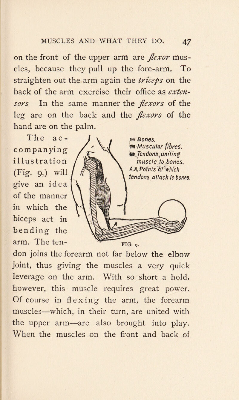 on the front of the upper arm are flexor mus¬ cles, because they pull up the fore-arm. To straighten out the arm again the triceps on the back of the arm exercise their office as exten¬ sors In the same manner the flexors of the leg are on the back and the flexors of the hand are on the palm. The ac¬ companying i 1 lus tration (Fig. 9,) will give an idea of the manner in which the biceps act in bending the arm. The ten¬ don joins the forearm not far below the elbow joint, thus giving the muscles a very quick leverage on the arm. With so short a hold, however, this muscle requires great power. Of course in flexing the arm, the forearm muscles—which, in their turn, are united with the upper arm—are also brought into play. When the muscles on the front and back of vm Bones. Muscular fibres. m Tendons4 uniting muscle to bones. AtA, Points at'which tendons attach to bones.