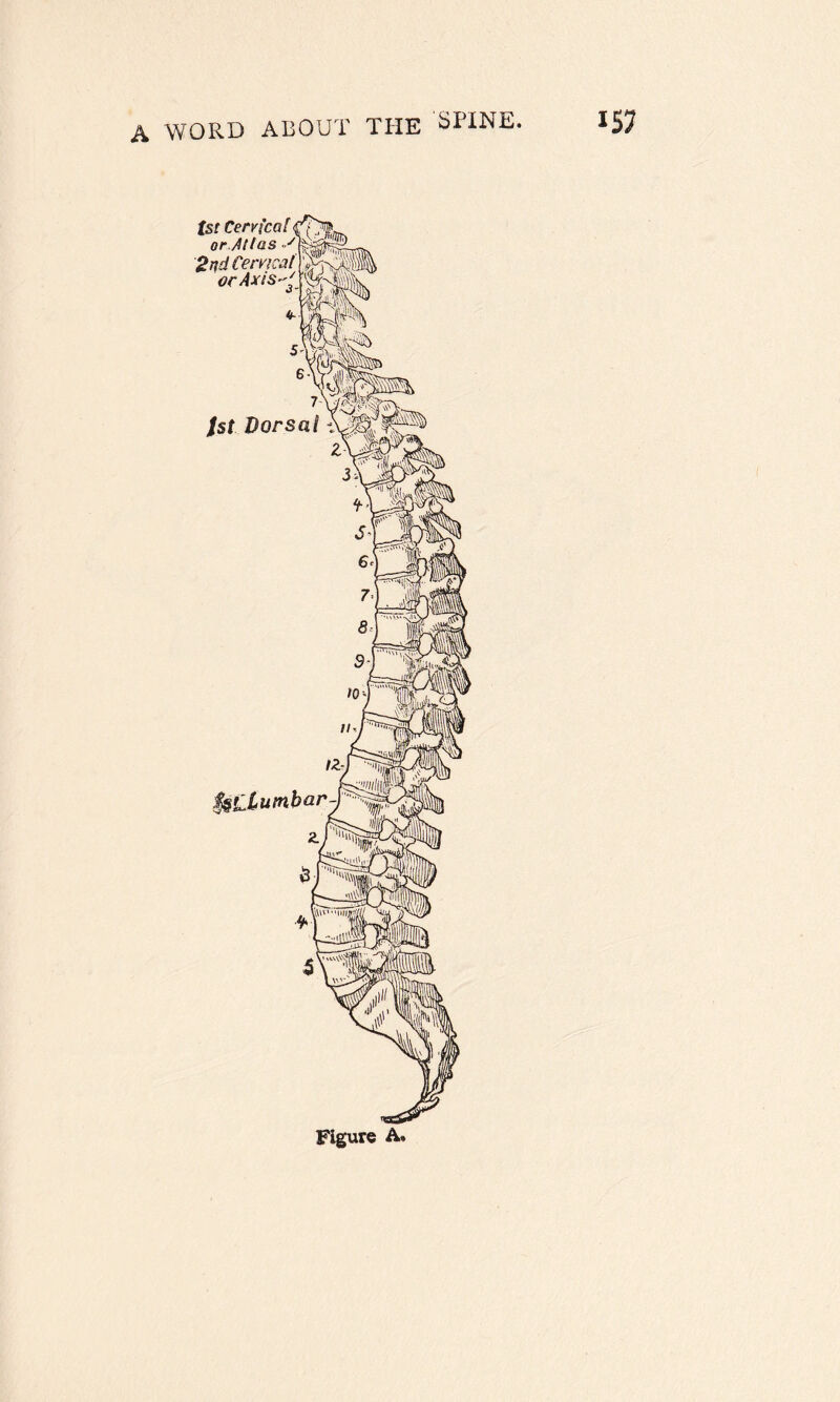 tst Cern'ca^j(£^ or Atlas 2nd Cervical or Axis' 1st Dorsal % TB //• 12- J 7Tiif $§£Cutnbar- H\%