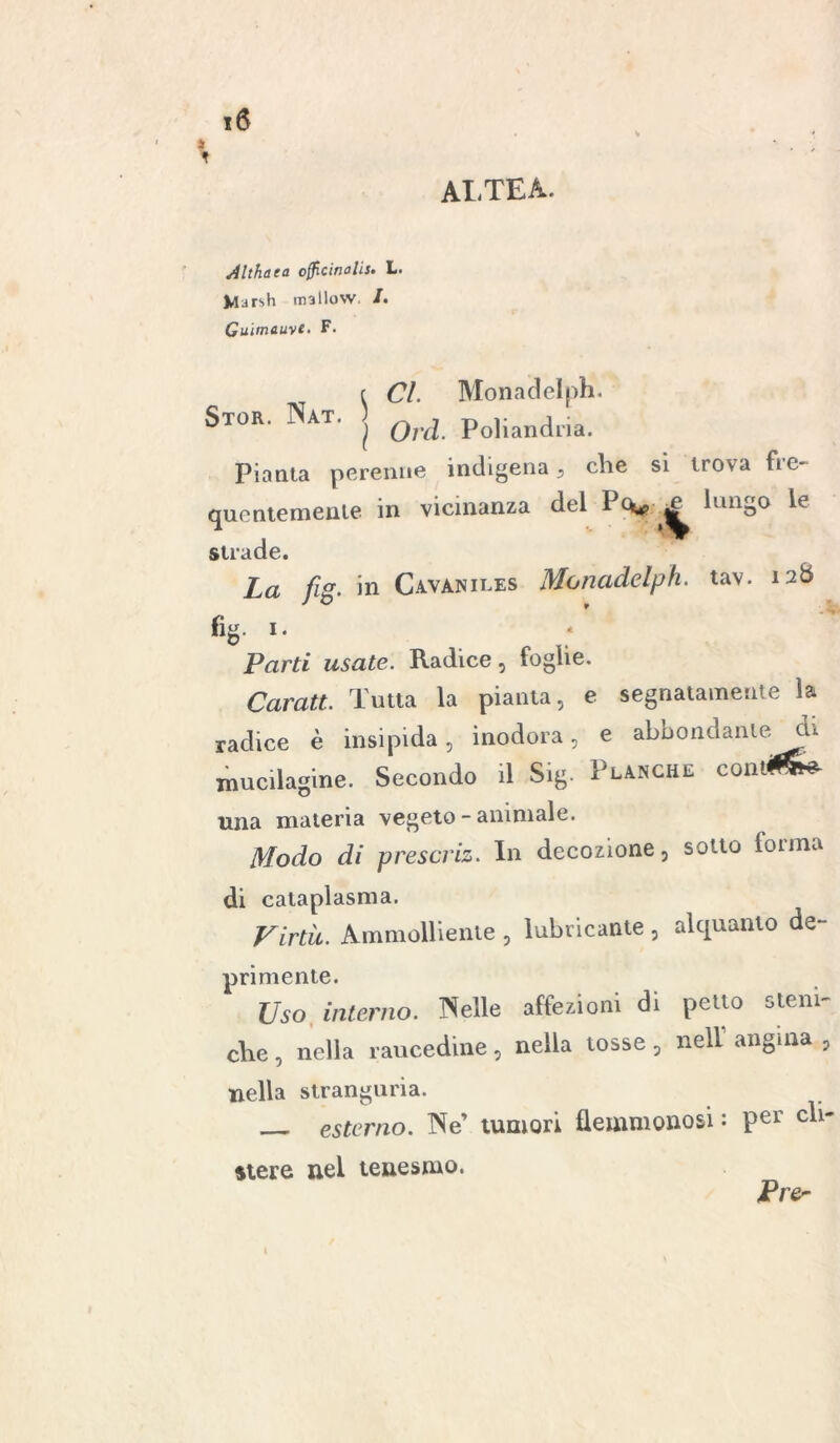 » AI. TEA. 16 Althaea officinalis. L. Vlursh mallow /. Guimauyt. F. r Cl. Monadelph. Stor. Nat. j Qrd po|ianci,ja Pianta perenne indigena, che si trova fre- quentemente in vicinanza del lungo le strade. La fig. in Cavaniles Monadelph. tav. 12& %• *• Parti usate. Radice, foglie. Carati. Tutta la pianta, e segnatamente la radice è insipida, inodora, e abbondamela mucilagine. Secondo il Sig. Planche cont*£* una materia vegeto - animale. Modo di prescriz. In decozione, sotto forma di cataplasma. Virtù. Ammolliente , lubricante , alquanto de- primente. Uso interno. Nelle affezioni di petto steni- che, nella raucedine, nella tosse, nell angina , nella stranguria. esterno. Ne’ tumori flemmonosi : per cli- stere nel tenesmo. Pie- \