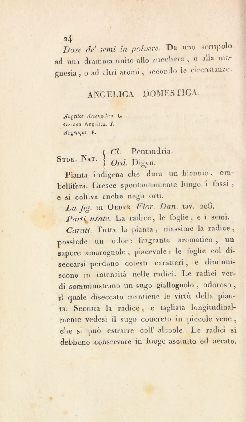 ad una dramma unito allo zucchero , o alla ni a gtiesia, o ad altri aromi, secondo le. circostanze. ANGELICA DOMESTICA. Angelica Arcangeli:a L. G den Ang lh.4. I. Angelique F. t Cl. Pentandria. Stok. Nat. j ()rJ Dlgyn Pianta indigena che dura mi biennio, ora- bellifera. Cresce spontaneamente lungo i fossi , e si coltiva anche negli orti. La jig. in Ceder Fior. Dan. tav. 206. Parti usate. La radice, le foglie, e i semi. Carati. Tutta la pianta , massime la radice , possiede un odore fragrante aromatico , un sapore amarognolo , piacevole : le foglie col di- seccarsi perdono cotesti caratteri , e diminui- scono in intensità nelle radici. Le radici ver- di somministrano un sugo giallognolo , odoroso , il quale diseccato mantiene le virtù della pian- ta. Seccala la radice, e tagliala longitudinal- mente vedesi il sugo concreto in piccole vene , che si può estrarre colf alcoole. Le radici si debbono conservare in luogo asciutto ed aerato.