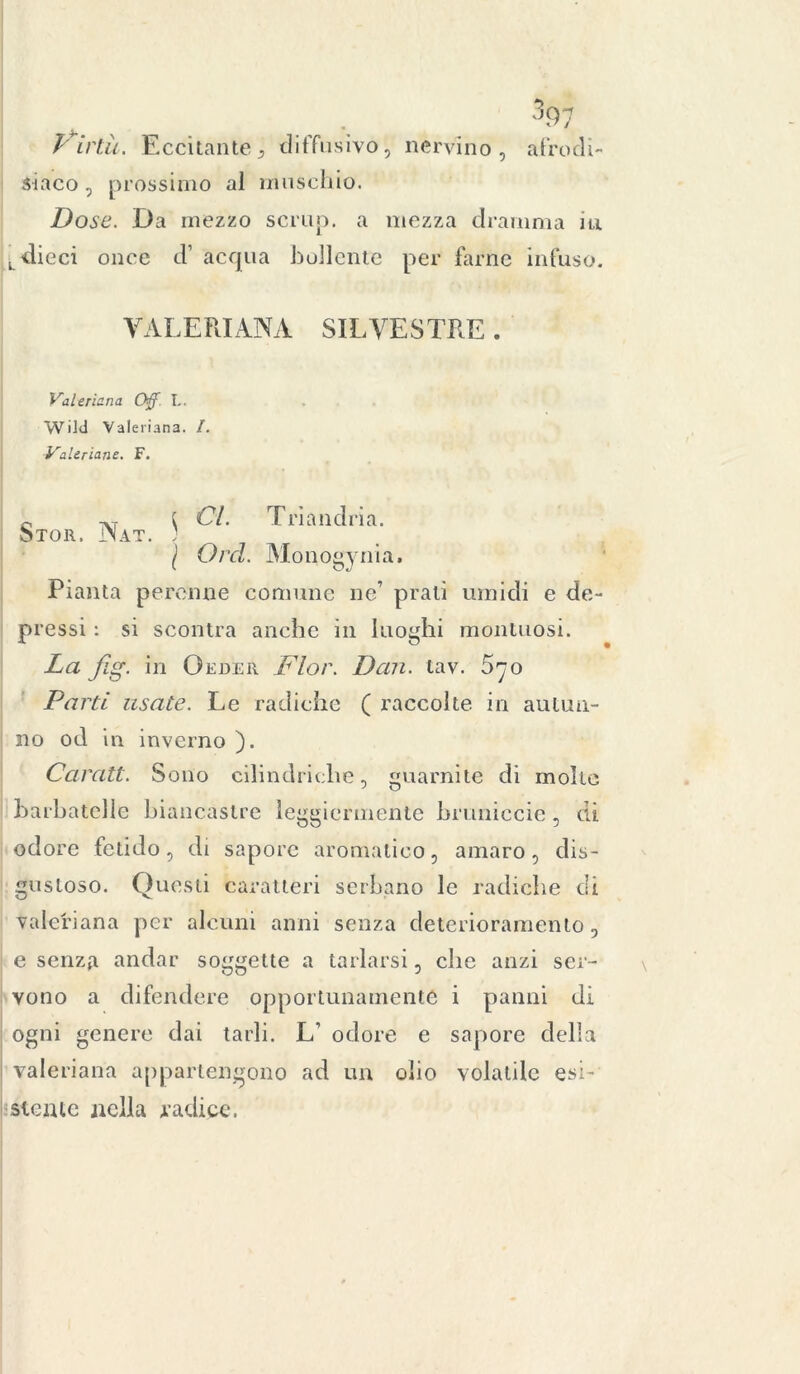 Virtù. Eccitante, diffusivo, nervino, afrodi- siaco , prossimo al muschio. Dose. Da mezzo scmp. a mezza dramma iti L dieci once d’ acqua bollente per farne infuso. VALERIANA SILVESTRE. Valeriana Off L. Wild Valeriana. /. Valeriane. F. « tvt { Ci. Triandria. Stor. Nat. ; ( Orci. Monogynia. Pianta perenne comune ne’ prati umidi e de- pressi : si scontra anche in luoghi montuosi. La fig. in Oeder Fior. Dan. tav. 070 Parti usate. Le radiche ( raccolte in autun- no od in inverno ). Caratt. Sono cilindriche, guarnite di molte barbatelle biancastre leggiermente bmniccie, di odore fetido, di sapore aromatico, amaro, dis- gustoso. Questi caratteri serbano le radiche di valeriana per alcuni anni senza deterioramento, e senza andar soggette a tarlarsi, che anzi ser- vono a difendere opportunamente i panni di ogni genere dai tarli. L’ odore e sapore della valeriana appartengono ad un olio volatile esi- stente nella radice.