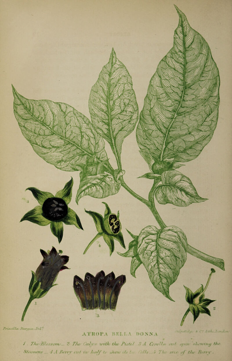 Br/tY/f.\'s, J.>rl ATKOFA IVELLA f)OANA •'>ui-f.Ti'Bi, .TcmJ, /. Th£yWxKSSoni/^ ‘-i- The CaJ^-x' with the PisUi >> A CcroJfn n/t cpni xhewinfj the Stamens_ ] A Terry ent nt hatf'!(> Aiexvit An !.-; .///-¥_ The si%e of the fterry.