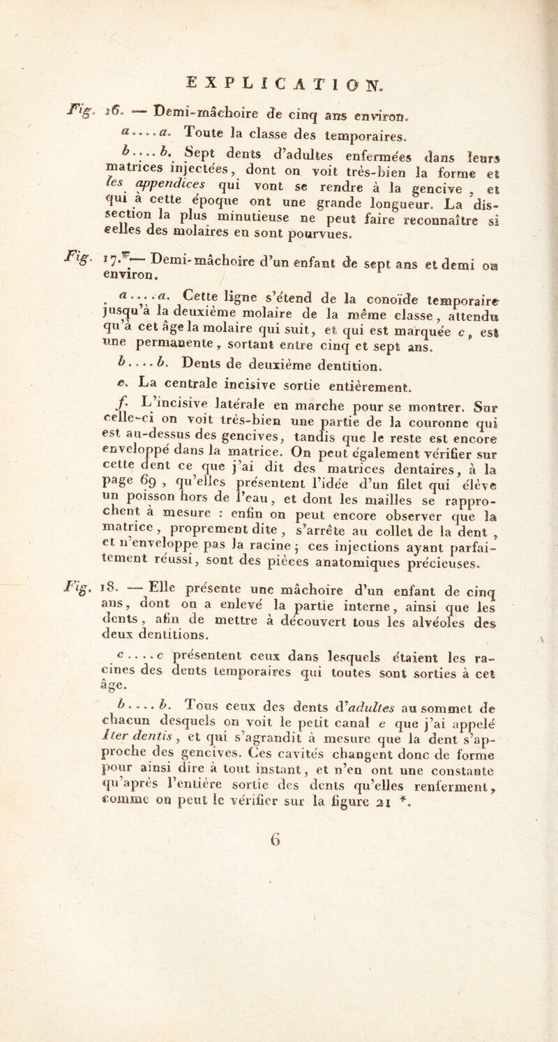 Demi-mâchoire de cinq ans environ. Toute la classe des temporaires. b... .b. Sept dents d’adultes enfermées dans leurs matrices injectées, dont on voit très-bien la forme et les appendices qui vont se rendre à la gencive , et qui a cette époque ont une grande longueur. La dis- section la plus minutieuse ne peut faire reconnaître si celles des molaires en sont pourvues. Fig, 17.’.— Demi-mâchoire d’un enfant de sept ans et demi oia environ. a Cette ligne s’étend de la conoïde temporaire jusqu a la deuxième molaire de la même classe, attendu qu a cet âge la molaire qui suit, et. qui est marquée c p est une permanente, sortant entre cinq et sept ans. b. . ..b. Dents de deuxième dentition. c. La centrale incisive sortie entièrement. f' ^ incisive latérale en marche pour se montrer. Sur celle-ci on voit très-bien une partie de la couronne qui est au-dessus des gencives, tandis que le reste est encore enveloppé dans la matrice. On peut également vérifier sur cette dent ce que j ai dit des matrices dentaires, à la page 69 , qu’elles présentent l’idée d’un filet qui élève un poisson hors de l’eau, et dont les mailles se rappro- chent a mesure : enfin on peut encore observer que la matrice , proprement dite , s’arrête au collet de la dent , et n enveloppe pas la racine j ces injections ayant parfai- tement réussi, sont des pièces anatomiques précieuses. Jwg. 18. — Elle présente une mâchoire d’un enfant de cinq ans, août on a enlevé la partie interne, ainsi que les dents , afin de mettre à découvert tous les alvéoles des deux dentitions. c....c présentent ceux dans lesquels étaient les ra- cines des dents temporaires qui toutes sont sorties à cet âge. b.*„.b. Tous ceux des dents d^adultes au sommet de chacun desquels on voit le petit canal e que j’ai appelé lier dentis , et qui s’agrandit à mesure que la dent s’ap- proche des gencives. Ces cavités changent donc de forme pour ainsi dire à tout instant, et n’en ont une constante qu’après l’entière sortie des dents qu’elles renferment, comme on peut le vérifier sur la figure 21 *. 6