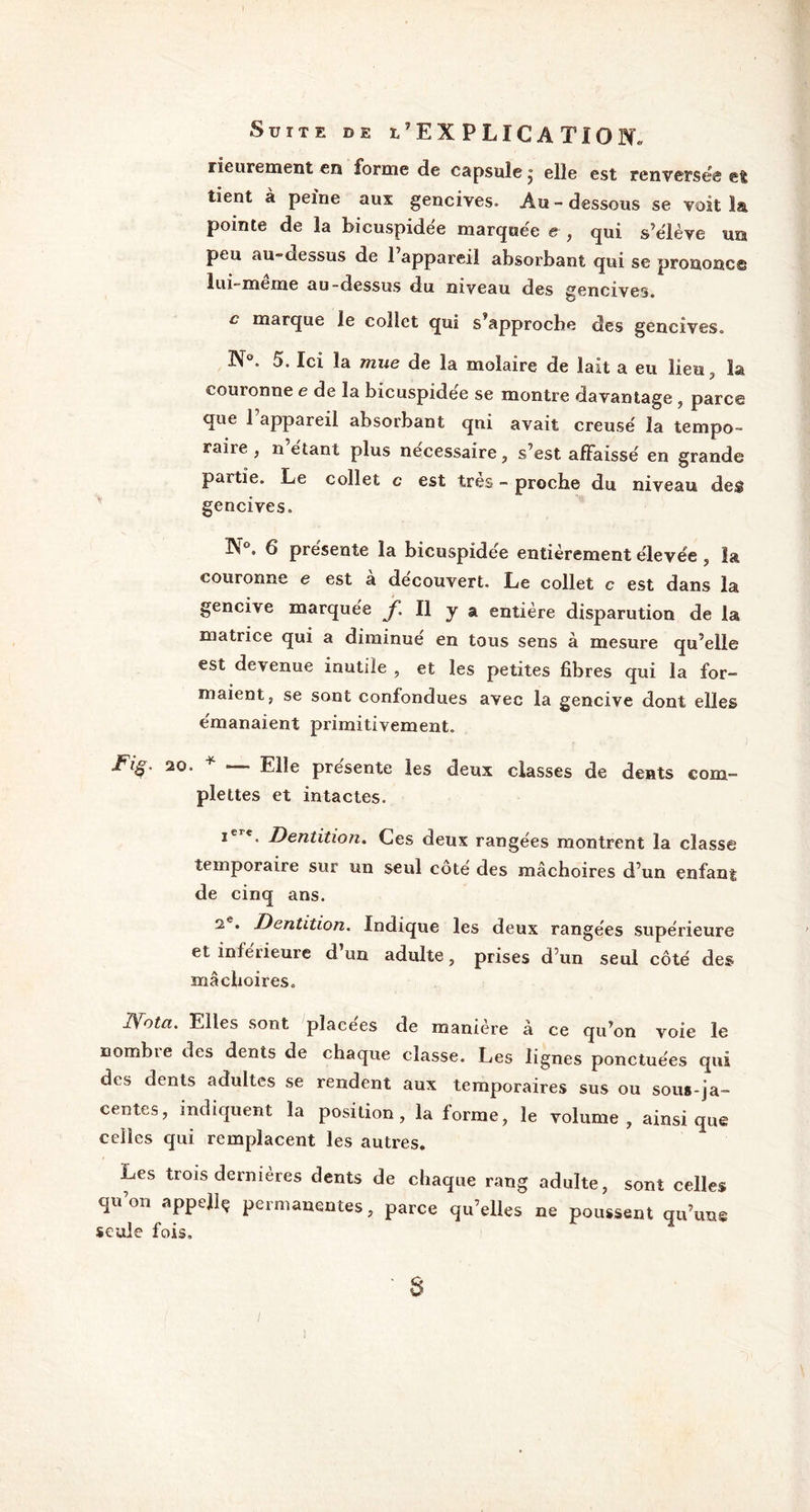 Suite de i’EXPLICATÏOE rieurement en forme de capsule, elle est renversée et tient à peine aux gencives. Au - dessous se voit 1& pointe de la bicuspidée marquée e , qui s’élève un peu au-dessus de l’appareil absorbant qui se prononce lui-meme au-dessus du niveau des gencives. c marque le collet qui s’approche des gencives. N°. 5. Ici la mue de la molaire de lait a eu lieu.» la couronne e de la bicuspidée se montre davantage , parce que l’appareil absorbant qni avait creusé la tempo- raire , n étant plus nécessaire, s’est affaissé en grande partie. Le collet c est très - proche du niveau des gencives. IX . 6 présente la bicuspidée entièrement élevée, la couronne e est a découvert. Le collet c est dans la gencive marquée jf. Il y a entière disparution de la matrice qui a diminué en tous sens à mesure qu’elle est devenue inutile , et les petites fibres qui la for- maient, se sont confondues avec la gencive dont elles émanaient primitivement. Fi§. 20. * Elle présente les deux classes de dents corn- plettes et intactes. iere. Dentition. Ces deux rangées montrent la classe temporaire sur un seul côté des mâchoires d’un enfant de cinq ans. 2e. Dentition. Indique les deux rangées supérieure et inférieure d’un adulte, prises d’un seul côté des mâchoires. IVota. Elles sont placées de manière à ce qu’on voie le uombie des dents de chaque classe. Les lignes ponctuées qui des dents adultes se rendent aux temporaires sus ou sous-ja- centes, indiquent la position, la forme, le volume, ainsique celles qui remplacent les autres. Les trois dernières dents de chaque rang adulte, sont celles qu’on appellç permanentes, parce qu’elles ne poussent qu’une seule fois. 8