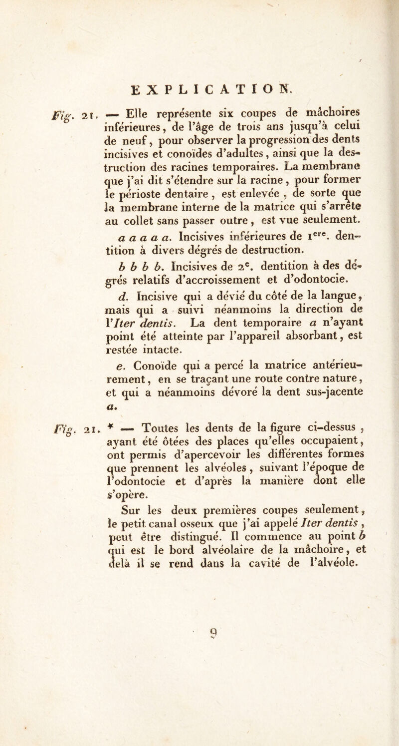 Fig\ 21 < — Elle représente six coupes de mâchoires inférieures, de l’âge de trois ans jusqu’à celui de neuf, pour observer la progression des dents incisives et conoïdes d’adultes, ainsi que la des- truction des racines temporaires. La membrane que j’ai dit s’étendre sur la racine , pour former le périoste dentaire , est enlevée , de sorte que la membrane interne de la matrice qui s’arrête au collet sans passer outre , est vue seulement. a a a a a. Incisives inférieures de iere. den- tition à divers dégrés de destruction. b b h b. Incisives de 2e. dentition à des de- grés relatifs d’accroissement et d’odontocie. d. Incisive qui a dévié du côté de la langue, mais qui a suivi néanmoins la direction de Vlter dentis. La dent temporaire a n’ayant point été atteinte par l’appareil absorbant, est restée intacte. e. Conoïde qui a percé la matrice antérieu- rement , en se traçant une route contre nature, et qui a néanmoins dévoré la dent sus-jacente a. Fig. 21* * — Toutes les dents de la figure ci-dessus , ayant été ôtées des places qu’elles occupaient, ont permis d’apercevoir les différentes formes que prennent les alvéoles , suivant l’époque de l’odontocie et d’après la manière dont elle s’opère. Sur les deux premières coupes seulement, le petit canal osseux que j’ai appelé Iter dentis , peut être distingué. Il commence au point b qui est le bord alvéolaire de la mâchoire, et delà il se rend dans la cavité de l’alvéole. Q S