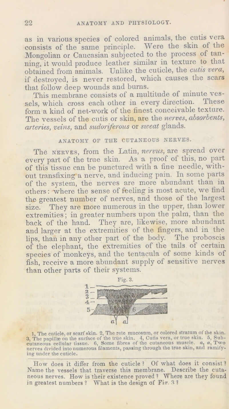 as in various species of colored animals, the cutis vera consists of the same principle. Were the skin of the Mongolian or Caucasian subjected to the process of tan- ning, it would produce leather similar in texture to that obtained from animals. Unlike the cuticle, the cutis vera, if destroyed, is never restored, which causes the scars that follow deep wounds and burns. This membrane consists of a multitude of minute ves- sels, which cross each other in every direction. These form a kind of net-work of the finest conceivable texture. The vessels of the cutis or skin, are the nerves, absorbents, arteries, veins, and sudoriferous or sweat glands. ANATOMY OF THE CUTANEOUS NERVES. The nerves, from the Latin, nervus, are spread over every part of the true skin. As a proof of this, no part of this tissue can be punctured with a fine needle, with- out transfixing a nerve, and inducing pain. In some parts of the system, the nerves are more abundant than in others: where the sense of feeling is most acute, we find the greatest number of nerves, and those of the largest size. They are more numerous in the upper, than lower extremities; in greater numbers upon the palm, than the back of the hand. They are, likewise, more abundant and larger at the extremities of the fingers, and in the lips, than in any other part of the body. The proboscis of the elephant, the extremities of the tails of certain species of monkeys, and the tentacula of some kinds of fish, receive a more abundant supply of sensitive nerves than other parts of their systems. Fig. 3. 1, The cuticle, or scarf skin. 2, The rete mucosnm, or colored stratum of the skin. 3, The papillae on the surface of the true. skin. 4, Cutis vera, or true skin. 5, Sub- cutaneous cellular tissue. 6, Some fibres of the cutaneous muscle, a, a, Two nerves divided into numerous filaments, passing through the true skin, and ramify- ing under the cuticle. How does it differ from the cuticle? Of what does it consist? Name the vessels that traverse this membrane. Describe the cuta- neous nerves. How is their existence proved ? Where are they found in greatest numbers ? What is the design of Fi?- 3 ?