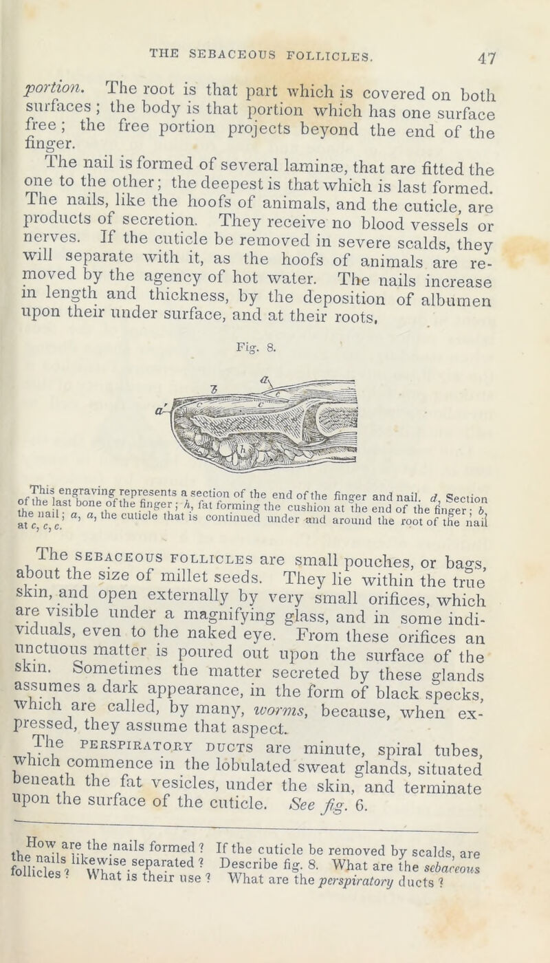 THE SEBACEOUS FOLLICLES. poition. The root is that part which is covered on both surfaces ; the body is that portion which has one surface free; the free portion projects beyond the end of the finger. The nail is formed of several lamina?, that are fitted the one to the other; the deepest is that which is last formed. _l1ig nails, like the iLoofs ot animals, and the cuticle, arc products of secretion. They receive no blood vessels or nerves. If the cuticle be removed in severe scalds, they will separate with it, as the hoofs of animals are re- moved by the agency of hot water. The nails increase m length and thickness, by the deposition of albumen upon their under surface, and at their roots, Fig. 8. The sebaceous follicles are small pouches, or bao\s about the size of millet seeds. They lie within the true skin, and open externally by very small orifices, which are visible under a magnifying glass, and in some indi- viduals, even to the naked eye. From these orifices an unctuous matter is poured out upon the surface of the skin, Sometimes the matter secreted by these glands assumes a dark appearance, in the form of black specks, which are called, by many, ivorms, because, when ex- pressed, they assume that aspect. The perspiratory ducts are minute, spiral tubes, which commence in the lobulated sweat glands, situated eneatli the fat vesicles, under the skin, and terminate upon the surface of the cuticle. See fig. 6. ea Dy scalds, are are the sebaceous