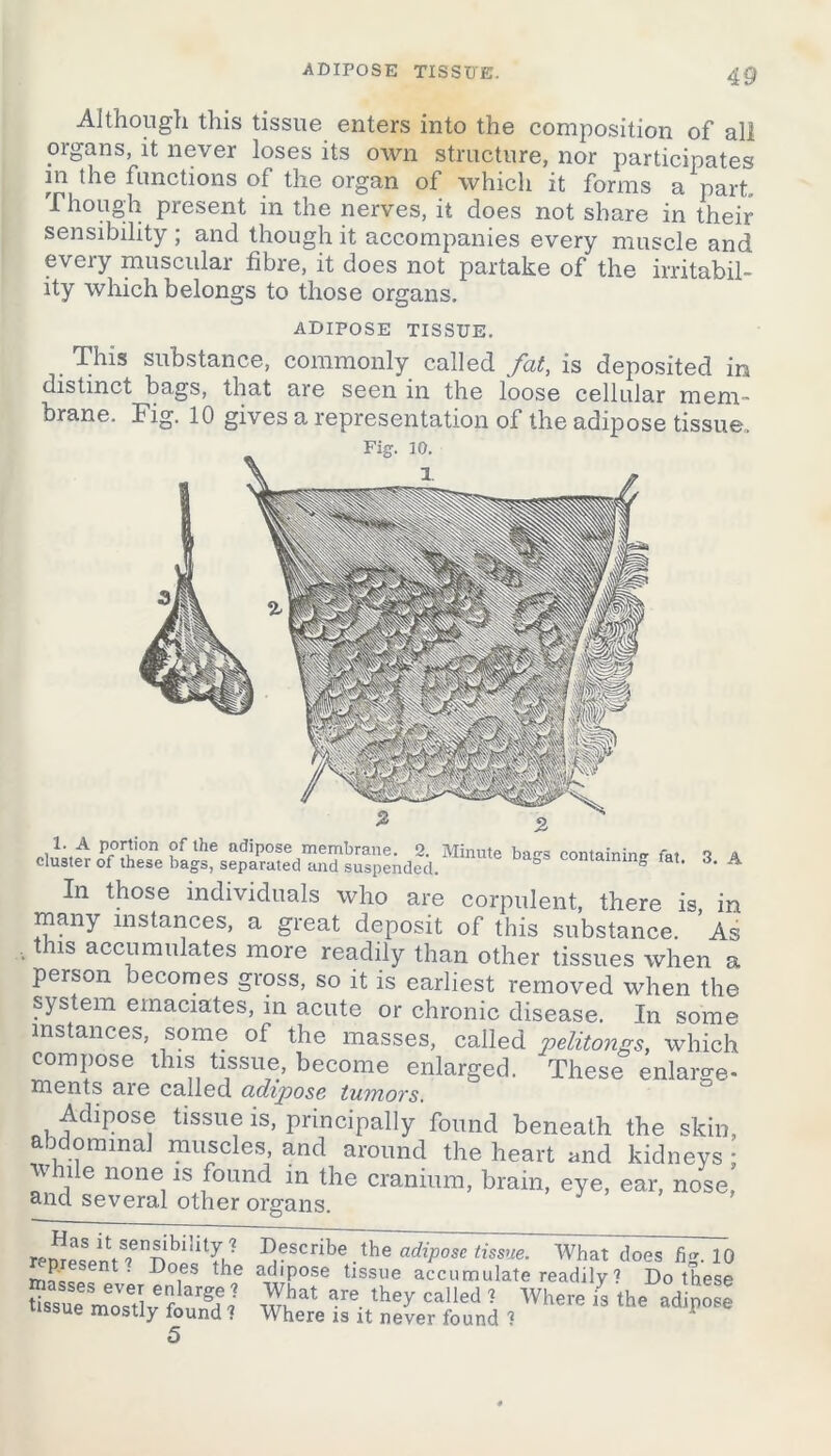 ADIPOSE TISSUE. Although this tissue enters into the composition of all organs, it never loses its own structure, nor participates in the functions of the organ of which it forms a part. Though present in the nerves, it does not share in their sensibility ; and though it accompanies every muscle and every muscular fibre, it does not partake of the irritabil- ity which belongs to those organs. ADIPOSE TISSUE. This substance, commonly called fat, is deposited in distinct bags, that aie seen in the loose cellular mem- brane. Fig. 10 gives a representation of the adipose tissue. 1. A portion of the adipose membrane. 2. Minute ba^s containing *t a cluster of these bags, separated and suspended. ° containing fat. 3. A In those individuals who are corpulent, there is, in many instances, a great deposit of this substance. As , this accumulates more readily than other tissues when a person becomes gross, so it is earliest removed when the system emaciates, in acute or chronic disease. In some instances, some of the masses, called pelitongs, which compose this tissue, become enlarged. These enlarge- ments are called cid%p)ose tu?no?'s. Adipose tissue is, principally found beneath the skin, abdominal muscles, and around the heart and kidneys; vhile none is found in the cranium, brain, eye, ear, nose, and several other organs. remesent'rDopi1^! D.escribe4.the adipose tissue. What does fig. 10 - t. Does the adipose tissue accumulate readily ? Do these mo»flv » wi?at arc- 'hey called ' Where « the adipose- sue mostly found 1 Where is it never found ?