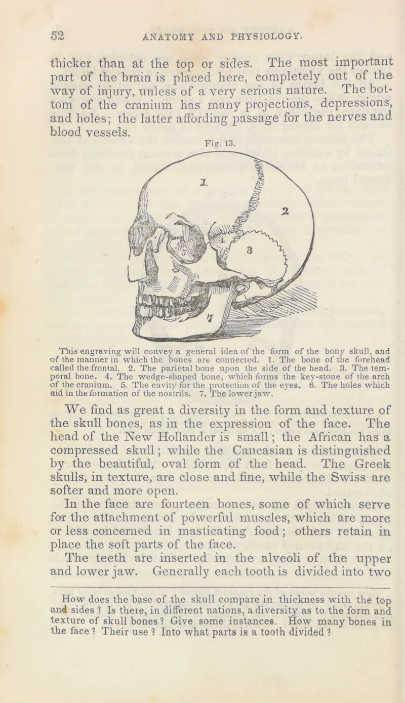 thicker than at the top or sides. The most important part of the brain is placed here, completely out of the way of injury, unless of a very serious nature. The bot- tom of the cranium has many projections, depressions, and holes; the latter affording passage for the nerves and blood vessels. Fig'. 13. This engraving will convey a general idea of the form of the bony skull, and of the manner in which the bones are connected. 1. The bone of the forehead called the frontal. 2. The parietal bone upon the side of the head. 3. The tem- poral bone. 4. The wedge-shaped bone, which forms the kev-stone of the arch of the cranium. 5. The cavity for the protection of the eyes. 6. The holes which aid in the formation of the nostrils. 7. The lower jaw. We find as great a diversity in the form and texture of the skull bones, as in the expression of the face. The head of the New Hollander is small; the African has a compressed skull; while the Caucasian is distinguished by the beautiful, oval form of the head. The Greek skulls, in texture, are close and fine, while the Swiss are softer and more open. In the face are fourteen bones, some of which serve for the attachment of powerful muscles, which are more or less concerned in masticating food; others retain in place the soft parts of the face. The teeth are inserted in the alveoli of the upper and lower jaw. Generally each tooth is divided into two How does the base of the skull compare in thickness with the top and sides ? Is there, in different nations, a diversity as to the form and texture of skull bones? Give some instances. How many bones in the face ? Their use ? Into what parts is a tooth divided ?