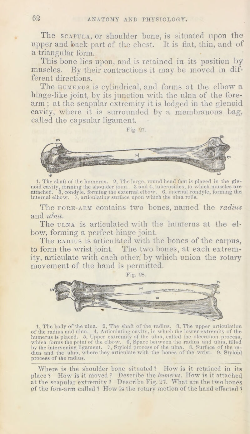 The scapula, or shoulder bone, is situated upon the upper and back part of the chest. It is fiat, thin, and of a triangular form. This bone lies upon, and is retained in its position by muscles. By their contractions it may be moved in dif- ferent directions. The humerus is cylindrical, and forms at the elbow a hinge-like joint, by its junction with the ulna of the fore- arm ; at the scapular extremity it is lodged in the glenoid cavity, where it is surrounded by a membranous bag, called the capsular ligament. I, The shaft of the humerus. 2, The large, round head that is placed in ihe gle- noid cavity, forming the shoulder joint. 3 and 4, tuberosities, to which muscles are attached. 5, condyle, forming the external elbow. C. iniernal condyle, forming the internal elbow. 7, articulating surface upon which the ulna rolls. The fore-arm contains two bones, named the radius and ulna. The ulna is articulated with the humerus at the el- bow, forming a perfect hinge joint. The radius is articulated with the bones of the carpus, to form the wrist joint. The two bones, at each extrem- ity, articulate with each other, by which union the rotary movement of the hand is permitted. 1, The body of the ulna. 2, The shaft of ihe radius. 3, The upper artieulaiion of the radius and ulna. 4, Ariiculaiing cavity, in which the lower extremity of the humerus is placed. 5, Upper extremity of the ulna, called the olecranon process, which forms the point of the elbow. G. Space between the radius and ulna, filled by the intervening ligament. 7, Styloid process of the ulna. 8, Surface of the ra- dius and the ulna, where they articulate with the bones of the wrist. 9, Styloid process of ihe radius. Where is the shoulder bone situated? How is it retained in its place ? How is it moved ? Describe the humerus. How is it attached at the scapular extremity ? Describe Fig. 27. What are the two bones of the fore-arm called ? How is ihe rotary motion of the hand effected 4