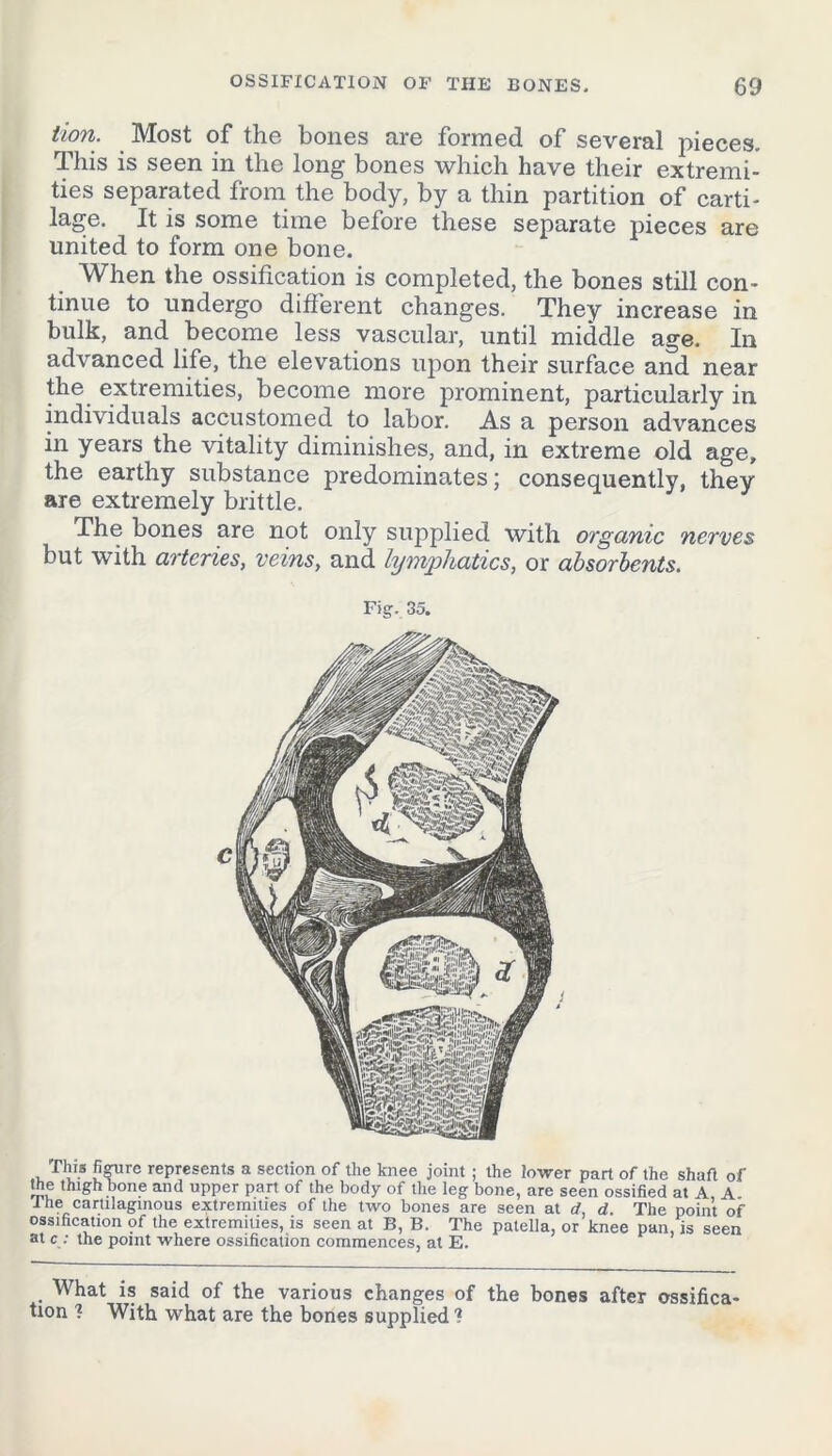 tion. Most of the bones are formed of several pieces. This is seen in the long bones which have their extremi- ties separated from the body, by a thin partition of carti- lage. It is some time before these separate pieces are united to form one bone. When the ossification is completed, the bones still con- tinue to undergo different changes. They increase in bulk, and become less vascular, until middle age. In advanced life, the elevations upon their surface and near the extremities, become more prominent, particularly in individuals accustomed to labor. As a person advances in years the vitality diminishes, and, in extreme old age, the earthy substance predominates; consequently, they are extremely brittle. The bones are not only supplied with organic nerves but with arteries, veins, and lymphatics, or absorbents. Fig, 35. This figure represents a section of the knee joint ; the lower part of the shaft of the thigh bone and upper part of the body of the leg bone, are seen ossified at A A I he cartilaginous extremities of the two bones are seen at d, d. The point of ossification of the extremities, is seen at B, B. The patella, or knee pan, is seen at c : the point where ossification commences, at E. What is said of the various changes of the bones after ossifica- tion ? With what are the bones supplied ?