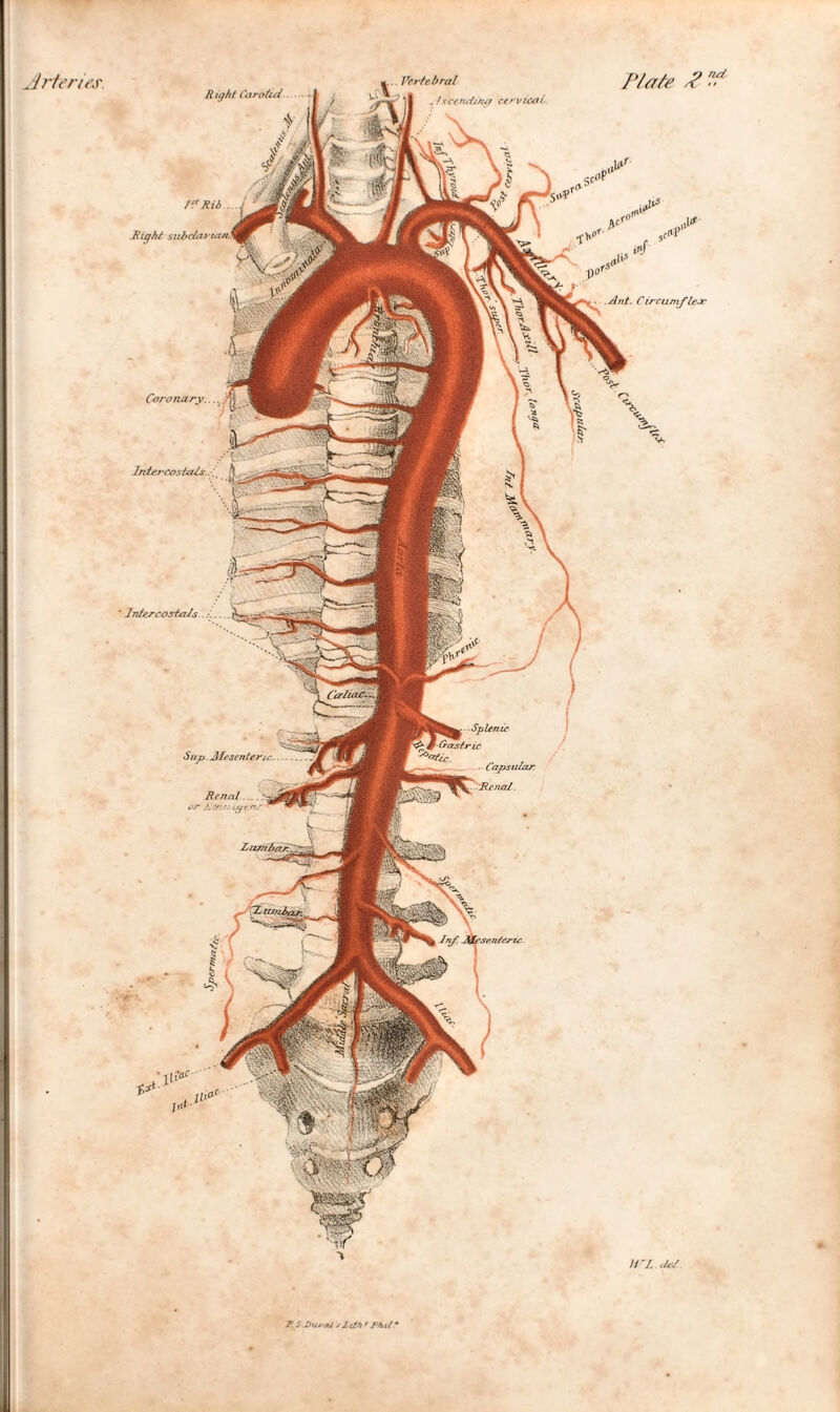 . hceruitjur ccrvr&ji U V. t/</ iff' Ant. Cirrunif leer R /if ht Carotid Renal or A .y. i tytm r? Rib Coronary.... Intercostals. Capsular T. S DuvcU sZitA * Phil