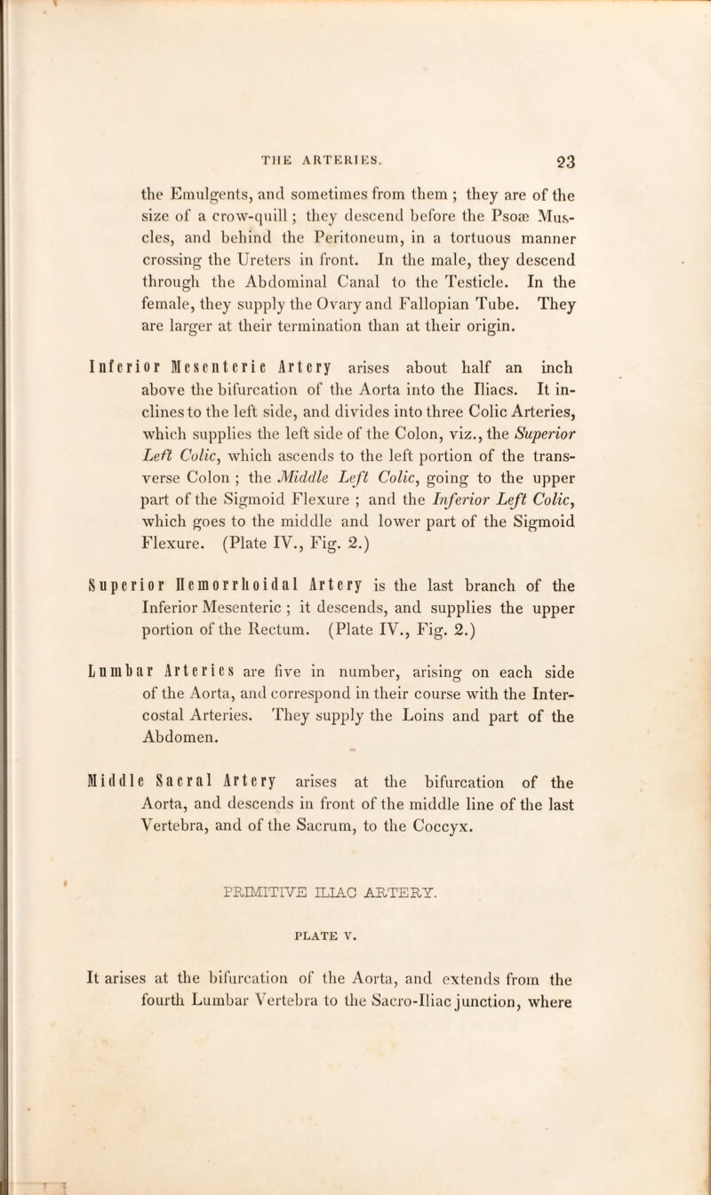 the Emulgents, and sometimes from them ; they are of the size of a crow-quill; they descend before the Psose Mus¬ cles, and behind the Peritoneum, in a tortuous manner crossing the Ureters in front. In the male, they descend through the Abdominal Canal to the Testicle. In the female, they supply the Ovary and Fallopian Tube. They are larger at their termination than at their origin. Inferior Mesenteric Artery arises about half an inch above the bifurcation of the Aorta into the Uiacs. It in¬ clines to the left side, and divides into three Colic Arteries, which supplies the left side of the Colon, viz., the Superior Left Colic, which ascends to the left portion of the trans¬ verse Colon ; the Middle Left Colic, going to the upper part of the Sigmoid Flexure ; and the Inferior Left Colic, which goes to the middle and lower part of the Sigmoid Flexure. (Plate IV., Fig. 2.) Superior Ilemorrhoidal Artery is the last branch of the Inferior Mesenteric ; it descends, and supplies the upper portion of the Rectum. (Plate IV., Fig. 2.) Lumbar Arteries are five in number, arising on each side of the Aorta, and correspond in their course with the Inter¬ costal Arteries. They supply the Loins and part of the Abdomen. Middle Sacral Artery arises at the bifurcation of the Aorta, and descends in front of the middle line of the last Vertebra, and of the Sacrum, to the Coccyx. PRIMITIVE ILIAC ARTERY. PLATE V. It arises at the bifurcation of the Aorta, and extends from the fourth Lumbar Vertebra to the Sacro-Iliac junction, where