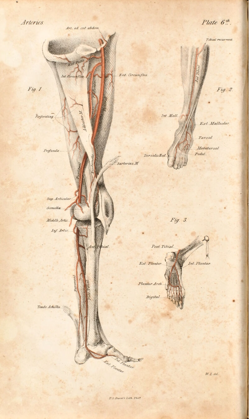 irteries Plate 6* Sup Articular, ttemeltce.... A fiddle Artie. Irf. Artie. Tendo Achilles. > IVZ ltd. Art., ad cut abdarrt Ext. Circumflex. Fzj. 3 Plantar Arch Digital Fig / Perforating .... Profunda Tib/at recurrent Ex'l Malleolar Tarsal A te tala rsal Pedal. fret Mall.. Fig. 2 Post Tzbial. Ext. Plantar J*. S. J)aval's LitK. ?hil*