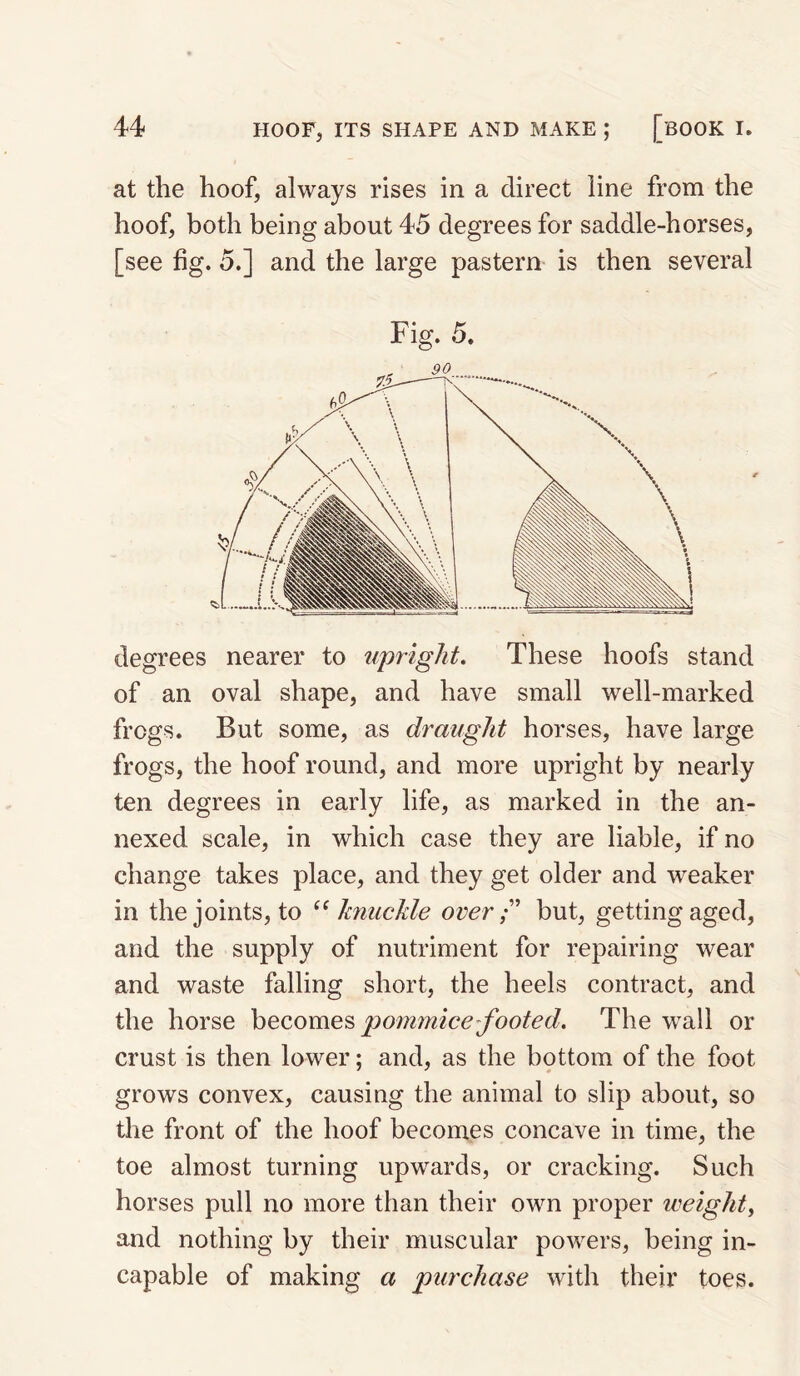 at the hoof, always rises in a direct line from the hoof, both being about 45 degrees for saddle-horses, [see fig. 5.] and the large pastern is then several degrees nearer to upright. These hoofs stand of an oval shape, and have small well-marked frogs. But some, as draught horses, have large frogs, the hoof round, and more upright by nearly ten degrees in early life, as marked in the an¬ nexed scale, in which case they are liable, if no change takes place, and they get older and weaker in the joints, to knuckle over;' but, getting aged, and the supply of nutriment for repairing wear and waste falling short, the heels contract, and the horse become?, poimnice-footed. The w'all or crust is then lower; and, as the bottom of the foot grows convex, causing the animal to slip about, so the front of the hoof becomes concave in time, the toe almost turning upwards, or cracking. Such horses pull no more than their own proper weighty and nothing by their muscular powers, being in¬ capable of making a purchase with their toes.