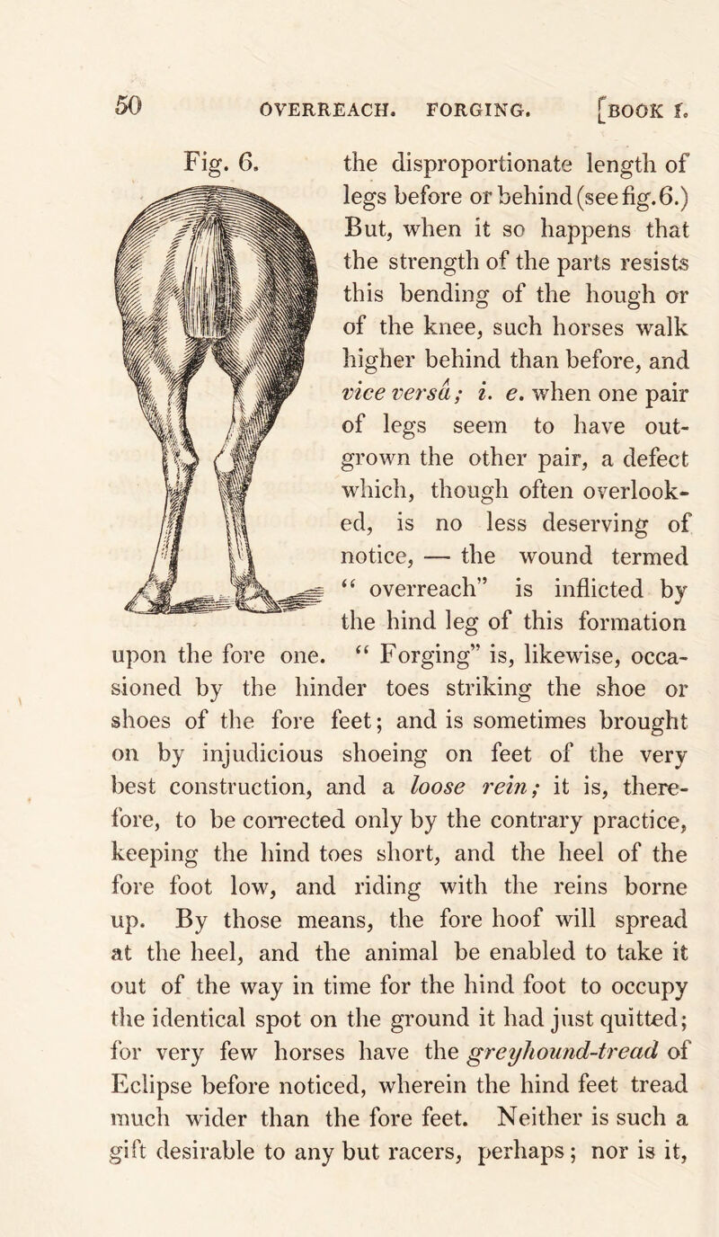 Fig. 6. the disproportionate length of legs before or behind (see fig. 6.) But, when it so happens that the strength of the parts resists this bending of the hough or of the knee, such horses walk higher behind than before, and vice versa; i. e. when one pair of legs seem to have out¬ grown the other pair, a defect which, though often overlook¬ ed, is no less deserving of notice, — the wound termed ‘‘ overreach” is inflicted by the hind leg of this formation upon the fore one. “ Forging” is, likewise, occa¬ sioned by the hinder toes striking the shoe or shoes of the fore feet; and is sometimes brought on by injudicious shoeing on feet of the very best construction, and a loose rein; it is, there¬ fore, to be coirected only by the contrary practice, keeping the hind toes short, and the heel of the fore foot low, and riding with the reins borne up. By those means, the fore hoof will spread at the heel, and the animal be enabled to take it out of the way in time for the hind foot to occupy the identical spot on the ground it had just quitted; for very few horses have the greyhound-tread of Eclipse before noticed, wherein the hind feet tread much wider than the fore feet. Neither is such a gift desirable to any but racers, perhaps; nor is it,