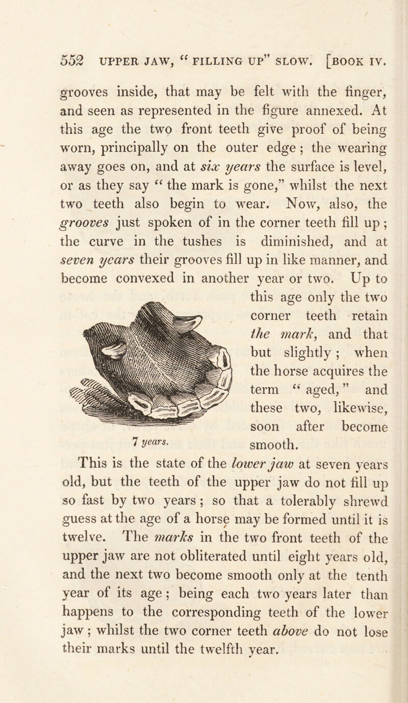 grooves inside, that may be felt with the linger, and seen as represented in the figure annexed. At this age the two front teeth give proof of being worn, principally on the outer edge; the wearing away goes on, and at sia: years the surface is level, or as they say the mark is gone,” whilst the next two teeth also begin to wear. Now, also, the grooves just spoken of in the corner teeth fill up; the curve in the tushes is diminished, and at seven years their grooves fill up in like manner, and become convexed in another year or two. Up to this age only the two corner teeth retain the 7nark, and that but slightly; when the horse acquires the term “ aged, ” and these two, likewise, soon after become smooth. This is the state of the lotverjaw at seven years old, but the teeth of the upper jaw do not fill up so fast by two years; so that a tolerably shrewd guess at the age of a horse may be formed until it is twelve. The marks in the two front teeth of the upper jaw are not obliterated until eight years old, and the next two become smooth only at the tenth year of its age; being each two years later than happens to the corresponding teeth of the lower jaw; whilst the two corner teeth above do not lose their marks until the twelfth vear. 7 years.