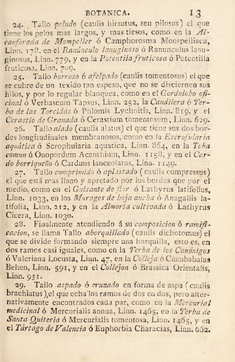 24. Tallo peludo (caulis hirsutas, seu pilosas) el que tiene los pelos mas largos, y mas tiesos, como en la Al- canforada de Mompeller ó Camphorosma Monspeiliaca, Lino. i7u. en el Ranúnculo lanuginoso ó Ranuncuius íarnu- ginosusi Lino. 779, y en la Potentila fruticosa ó Potentilla fruí i cosa, Lino. 709, 25. Tallo borroso ó afelpado (caulis tomentosos) el que se cubre de un texido tan espeso, que no se disciernen sus hilos, y por lo regalar blanquea, como en el Gordolobo ofi- cinal 6 Vexhascum Tapsus, Lino. 252, la Candil era 'ó Ter- ba de las Torcidas 6 Pnlomis Lychnitis, Lino. 819, y el Cerastio de Granada ó Cerastium tomentosum, Lino. 629. 26. Tallo (caulis alaras) el que tiene sus dos bor- des longitudinales membranosos, como en la E ser ofular ia aquática ó Scrophularia aquatica, Linn. 864, en la Toba común ú Onopordum Acanthium, Lino. 1158, y en el Car- do borriquero ó Cardaos ianceoiatus, Lina. 1149. 27. Tallo comprimido ó aplastado (caulis compressus) el que esta mas llano y apretado por los bordes que por el medio* como en el Guisante de flor ó Lathyrus latifolius, Lino. 1033, en los Murages de hoja ancha ó Anagallis la- tifolia, Lino. 212, y en la Almona cultivada ó Lathyrus Cícera., Lian. 1030. 28. Finalmente atendiendo á su composición 6 ramifi- cación, se llama Tallo ahorquillado (caulis dichotomus) el que se divide formando siempre una horquilla, esto es, en dos ramos casi iguales, como en la Yerba de los Canónigos ó Valeriana Locusta, Lian. 47, en ia Colleja óCucubabalos Beben, Lino. 591, y en el Callejón ó Brassica Orientalis, Lino. 931. 29. Tallo aspado ó cruzado en forma de aspa (caulis brachiatus )4el que echados ramos de dos en dos, pero alter- nativamente encontrados cada par, como en la Mercurial medicinal ó Mercurialis annua, Lino. 1465, eo la Yerba de Santa Quiteria ó Mercumlis tomentosa, Lino. 1465, y eq el Tártago de Majencia ó Euphorbia Charadas, Lian. 6.02.