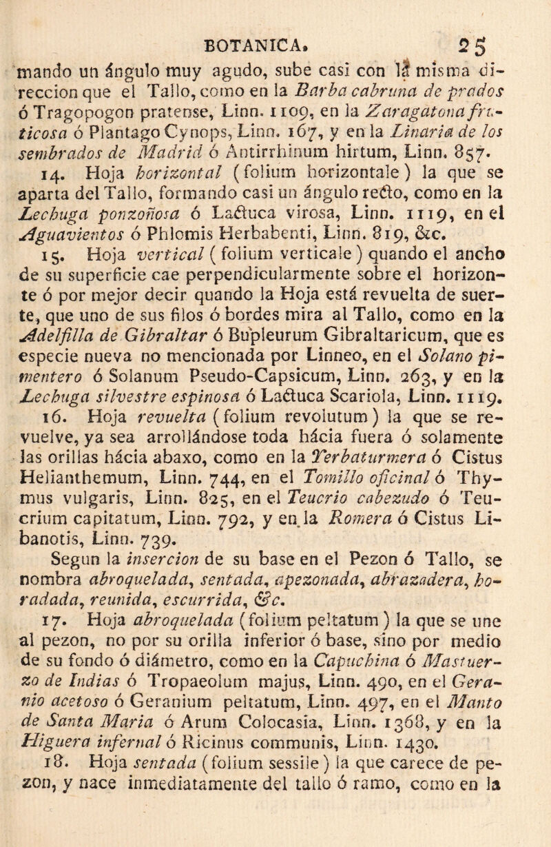mando un ángulo muy agudo, sube casi con l| misma di- rección que el Tallo, como en la Barba cabruna de prados ó Tragopogón pratense, Linn» 1109, en la Zaragatona fru- ticosa ó PlantagoCyoops, Lino, 167, y en la Linaria de ¡os sembrados de Madrid ó Antirrhinum hirtum, Lino* 857. 14. Hoja horizontal (folium horizontale) 3a que se aparta dei Tallo, formando casi un ángulo redo, como en la Lechuga ponzoñosa ó Laduca virosa, Linn. 1119, en el Aguavientos ó Phlomis Herbabenti, Linn» 819, &c. 15. Hoja vertical ( folium verticale) quando el ancho de su superficie cae perpendicularmente sobre el horizon- te ó por mejor decir quando la Hoja está revuelta de suer- te, que uno de sus filos ó bordes mira al Tallo, como en la Adelfilla de Gibraltar ó Bupleurum Gibraltaricum, que es especie nueva no mencionada por Linneo, en el Solano pi- mentero ó Solanum Pseudo-Capsicum, Linn. 263, y en la Lechuga silvestre espinosa ó Laduca Scariola, Linn. 1119. 16. Hoja revuelta (folium revolutum) la que se re- vuelve, ya sea arrollándose toda hácia fuera ó solamente Jas orillas hácia abaxo, como en la Terbaturmera ó Cistus Helianthemum, Linn. 744, en el Tomillo oficinal ó Thy- mus vulgaris, Linn. 825, en el Tenerlo cabezudo ó Teu- crium capitatum, Lion. 792, y en la Romera 6 Cistus Li- banotis, Linn. 739. Según la inserción de su base en el Pezón ó Tallo, se nombra abroquelada, sentada, apezonada, abrazadera, ho- radada^ reunida, escurrida, Se. 17. Hoja abroquelada (folium peltatum ) 3a que se une al pezón, no por su orilla inferior ó base, sino por medio de su fondo ó diámetro, como en la Capuchina 6 Mastuer- zo de Indias ó Tropaeolum majus, Linn. 490, en el Gera- nio acetoso ó Geranium peltatum, Linn. 497, en el Manto de Santa Marta ó Arum Colocasia, Linn. 1368, y en la Higuera infernal ó Ricinus communis, Linn. 1430. 18. Hoja sentada (folium sessiie) ía que carece de pe- zón, y nace inmediatamente del tallo ó ramo, como en la
