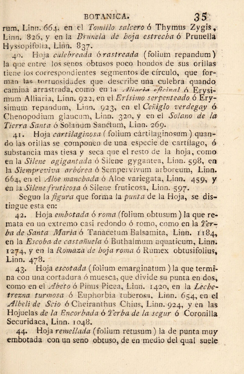 rutn, Lino. 664, en el Tomillo $ulcero ó Thymus Zygis, Lino, 826, y en ¡a Brúñela de hoja estrecha ó Pruneilá Hyssopifolta, Liña. 837. 40. Hoja culebreada 6 rastreada (folium repandum) la que entre los senos obtusos poco hondos de sus orillas tiene los correspondientes segmentos de círculo, que for- man las tortuosidades que describe una culebra quando camina arrastrada, como en \a n Erysi- mum Aliiaria, Linn. 922, en el Erísimo serpenteado ó Ery- si mutis repandum, Lino. 923, en el Ceñiglo verdegay ó Chenopodium glaucum, Linn. 320, y en el Solano de la Tierra Santa ó Solaoum Sanctum, Lino. 269. 41. Hoja cartilaginosa ( folium cártüaginosum ) quan- do las orillas se componen de una especie de cartílago, 0 substancia mas tiesa y seca que ei resto de la hoja, como en la Silene agigantada ó Silene gygantea, Linn. 598, en la Siempreviva arbórea ó Sempervivum arboreum, Linn. 664, en el Aloe manchada ó Aloe variegata, Linn. 459, y en la Silene fruí i cosa ó Silene fruticosa, Linn. 597. Según la figura que forma la punta de la Hoja, se dis- tingue esta en: 42. Hoja embotada ó roma (foliurn obtusum) la que re- mata en un extremo casi redondo ó romo, como en la Ter- ba de Santa Marta 6 Tanacetum Baisamita, Linn. 1184, en la Escoba de castañuela ó Buthaímum aquaticum, Linn. 1274, y en la Hornaza de hoja roma ó Rumex obtusifolius, Linn. 478. 43. Hoja escotada (folium eraarginatum ) la que termi- na con una cortadura ó muesca, que divide su punta en dos, como en el Abeto ó Pinus Picea, Lino. 1420, en la Leche- trezna turnios a ó Euphorbia tuberosa, Linn. 654, en el Alhelí de Seto óCheiranthus Chius, Linn. 924, yen las Hojuelas de la Encorbada ó Terba de la segur ó Coronilla Securidaca, Linn. 1048. 44. Hoja remellada (folium retusum ) la de punta muy embotada con un seno obtuso, de en medio del quai suele