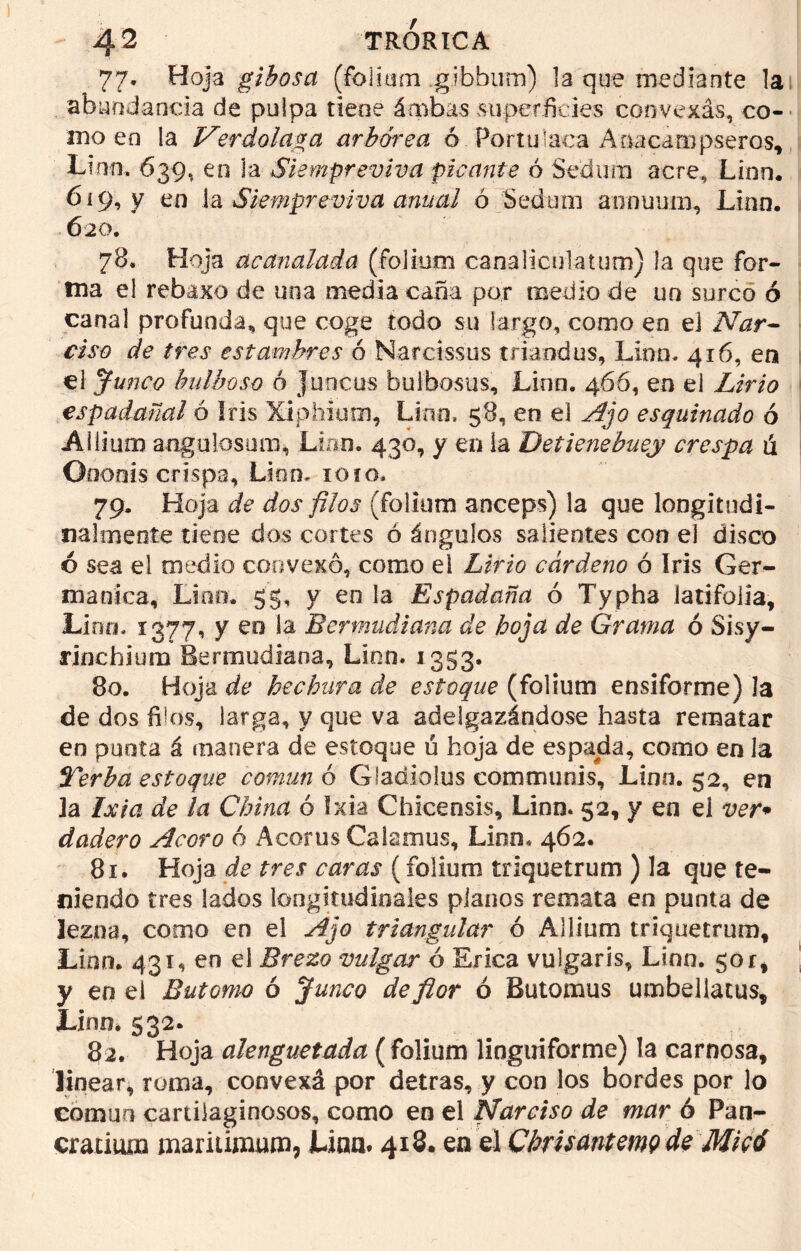 77* Hoja gibosa (folium gibbum) la que mediante la abundancia de pulpa tiene ámbas superficies convexás, co- mo en la Verdolaga arbórea ó Portulaca Aftacámpseros, Lino, 639, en ja Siempreviva picante ó Sedum acre, Lino. 619, y en la Siempreviva anual ó Sedum airnuum, Linn. 620. 78. Hoja acanalada (folium canaliculatum) la que for- ma el rebaxo de una media caña por medio de un surco ó canal profunda, que coge todo su largo, como en el Nar- ciso de tres estambres ó Nardssus triaodus, Linn- 416, en el Junco bulboso ó Juncus bulbosas, Lino. 466, en el Lirio espadañal ó Iris Xiphium, Lino, 58, en el Ajo esquinado ó Aiiium angulosum, Linn. 430, y en la Detienebuey crespa ú Ooonis crispa, Lino. 10 íq. 79. Hoja de dos filos (folium anceps) la que longitudi- nalmente tiene dos cortes ó ángulos salientes con el disco ó sea el medio convexo, como el Lirio cárdeno ó Iris Ger- mánica, Lino. gg, y en la Espadaña ó Typha latifojia, Lino. 1377, y eo la Bermudiana de hoja de Grama ó Sisy- rinchium Bermudiana, Linn. 1353. 80. Hoja de hechura de estoque (folium ensiforme) la de dos filos, larga, y que va adelgazándose hasta rematar en punta á manera de estoque ü hoja de espada, como en la Terba estoque común ó Gladiolos communis, Linn. 52, en ]a Ixia de la China ó Ixia Chicensis, Linn* 52, y en ei ver* dadero Acoro 6 Acorus Cslamus, Linn. 462. 81. Hoja de tres caras (folium triquetrum ) la que te- niendo tres lados longitudinales pianos remata en punta de lezna, como en el Ajo triangular ó Allium triquetrum, Linn. 431, en el Brezo vulgar ó Erica vulgaris, Linn. 50r, y en el Entorno 6 Junco de flor ó Butomus umbellatus, Lino. 532. 82. Hoja alenguetada (folium lioguiforme) la carnosa, linear, roma, convexá por detras, y con los bordes por lo común cartilaginosos, como en el Narciso de mar ó Pan- cratiom maritimum, Úna. 418. en el CbrisantmQde Miad