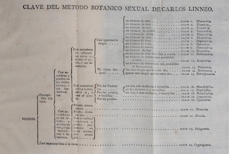 FLORES rCasi igualmente largos ^Percepti- bles á la vista. Con es- tambres y pistilos en un mismo tálamo, ó sea her- mafrodi- tas. Con es- tambres en un tá lamo, y pistilos en otro,ó sea masculi- nas ó fe- t, meninas. Con estambres no adheien- tes entre sí,< ni con e! pis- tilo, ó sea in- conexos. I De altura des- v. igual Con estambres ad h e re n tes entre sí , ó con lo. el pisti- £ Por los fílatnen- j¡ tos / Por las anteras, ó borlillas. . . Por los pistilos. ''En una misma planta. . . . En dos distin- tos pies. . . - • Con estambres /también y pistilos jun- tamente en otros tálamos del mismo U1¡e Casi imperceptibles á la vista. f 1 { en número de uno. en número de dos en número de tres ea número de quatro . . . . en número de cinco en número de seis . . . . en número de siete en número de ocho en número de nueve. , en número de diez en numero de doce hasta diez y nueve. . en número de veinte» inas prendidos al cáliz en mírnero de veinte batía mil, prendidos al Receptáculo dos mas largos que los otros dos quatro mas largos que los otros dos. . . . 1' 4- CLASE I. CLASE 2. CLASE CLASE CLASE 5. CLASE 6. CLASE 7. CLASE 8. CLASE 9. CLA E ÍO. CLASE II. Monandria. Diandna., Tr ¡¿rubra. Tetrandria. Pei.tandria. Hcxartdria. Heptavdria. Optar dría. Enr,eandr:a. Decandria. Dodecandria. clase 12. Icosandria. clase 13. Poliandria. clase 14. Diiynamia. ^ clase 15. Tetradynamia, {en una sola madexita, ó manojillo. . . en dos madexitas, ó tnanojillos en tres, ó mas madejitas, o manojillos. . clase i6. Monttdelphia. . cla e 17. Diadi lphia. . clase 18. Poliadelpbia. . clase 19. Syngenesia. . clase 20. Gynandria. clase 21. Monoccia. CLASE 22. Dioecia. clase 23. Polygomia. clase 24. Cryptogamia.