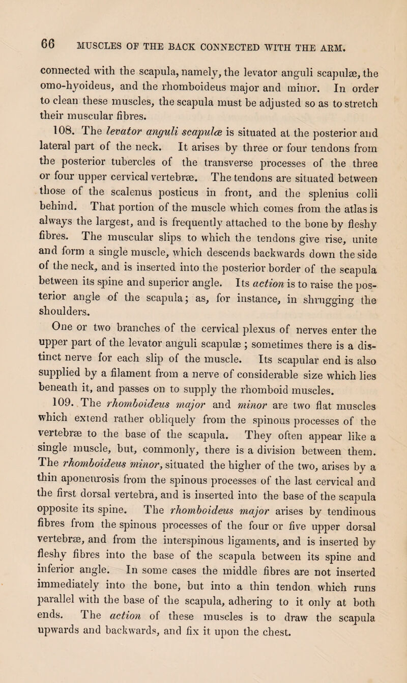 connected with the scapula, namely, the levator anguli scapulae, the omo-hyoideus, and the rhomboideus major and minor. In order to clean these muscles, the scapula must be adjusted so as to stretch their muscular fibres. 108. The levator anguli scapulcE is situated at the posterior and lateral part of the neck. It arises by three or four tendons from the posterior tubercles of the transverse processes of the three or four upper cervical vertebrae. The tendons are situated between those of the scalenus posticus in front, and the splenius colli behind. That portion of the muscle which comes from the atlas is always the largest, and is frequently attached to the bone by fleshy fibres. The muscular slips to which the tendons give rise, unite and form a single muscle, which descends backwards down the side of the neck, and is inserted into the posterior border of the scapula between its spine and superior angle. Its action is to raise the pos¬ terior angle of the scapula; as, for instance, in shrugging the shoulders,. One or two branches of the cervical plexus of nerves enter the upper part of the levator anguli scapulae ; sometimes there is a dis¬ tinct nerve for each slip of the muscle. Its scapular end is also supplied by a filament from a nerve of considerable size which lies beneath it, and passes on to supply the rhomboid muscles. 109. The rhomboideus major and minor are two flat muscles which extend rather obliquely from the spinous processes of the vertebrae to the base of the sca23ula. They often appear like a single muscle, but, commonly, there is a division between them. The rhomboideus minor, situated the higher of the two, arises by a thin aponeurosis from the spinous processes of the last cervical and the first dorsal vertebra, and is inserted into the base of the scapula opposite its spine. The rhomboideus major arises by tendinous fibres from the spinous processes of the four or five upper dorsal vertebrae, and from the interspinous ligaments, and is inserted by fleshy fibres into the base of the scapula between its spine and inferior angle. In some cases the middle fibres are not inserted immediately into the bone, but into a thin tendon which runs 23arallel with the base of the scapula, adhering to it only at both ends. The action of these muscles is to draw the scapula upwards and backwards, and fix it upon the chest.