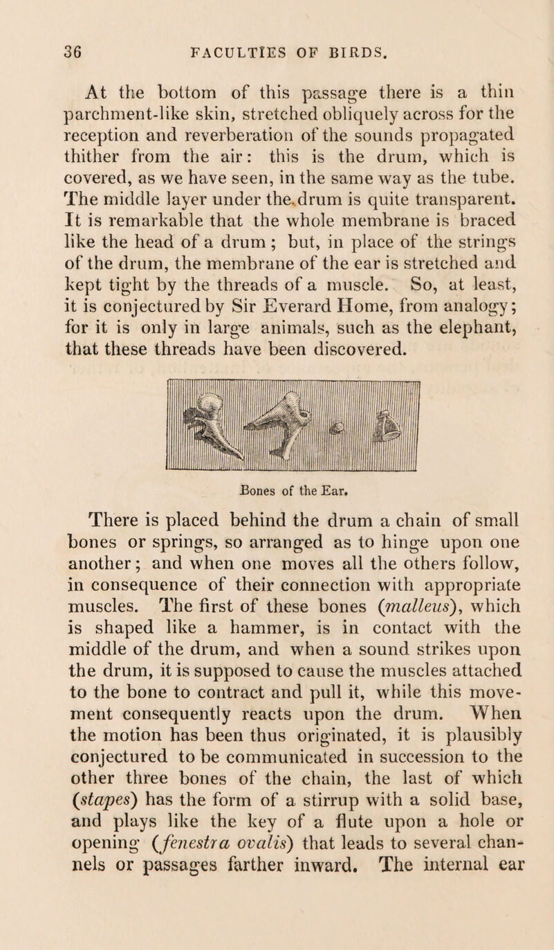 At the bottom of this passage there is a thin parchment-like skin, stretched obliquely across for the reception and reverberation of the sounds propagated thither from the air: this is the drum, which is covered, as we have seen, in the same way as the tube. The middle layer under the.drum is quite transparent. It is remarkable that the whole membrane is braced like the head of a drum; but, in place of the strings of the drum, the membrane of the ear is stretched and kept tight by the threads of a muscle. So, at least, it is conjectured by Sir Everard Home, from analogy; for it is only in large animals, such as the elephant, that these threads have been discovered. ipir HI [I lllllllll |M| I jHH I ■ IlK jit! IS IS .. [llllllBi II If id 1 Ml II lllllllll Bones of the Ear. There is placed behind the drum a chain of small bones or springs, so arranged as to hinge upon one another; and when one moves all the others follow, in consequence of their connection with appropriate muscles. The first of these bones (malleus), which is shaped like a hammer, is in contact with the middle of the drum, and when a sound strikes upon the drum, it is supposed to cause the muscles attached to the bone to contract and pull it, while this move¬ ment consequently reacts upon the drum. When the motion has been thus originated, it is plausibly conjectured to be communicated in succession to the other three bones of the chain, the last of which (stapes) has the form of a stirrup with a solid base, and plays like the key of a flute upon a hole or opening (fenestra ovalis) that leads to several chan¬ nels or passages farther inward. The internal ear