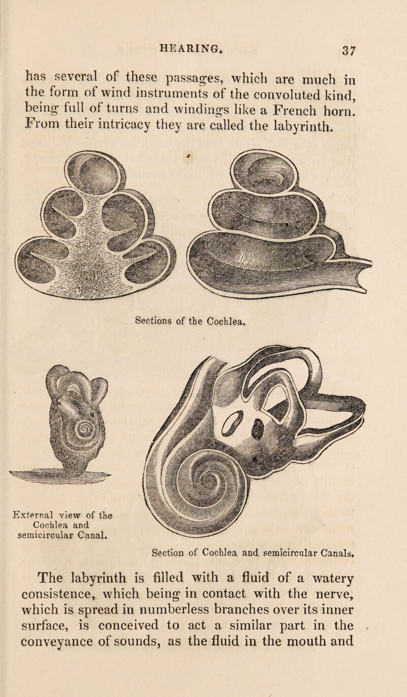 has several of these passages, which are much in the form of wind instruments of the convoluted kind, being full or turns and windings like a French horn. From their intricacy they are called the labyrinth. Sections of the Cochlea. Section of Cochlea and semicircular Canals. The labyrinth is filled with a fluid of a watery consistence, which being in contact with the nerve, which is spread in numberless branches over its inner surface, is conceived to act a similar part in the conveyance of sounds, as the fluid in the mouth and