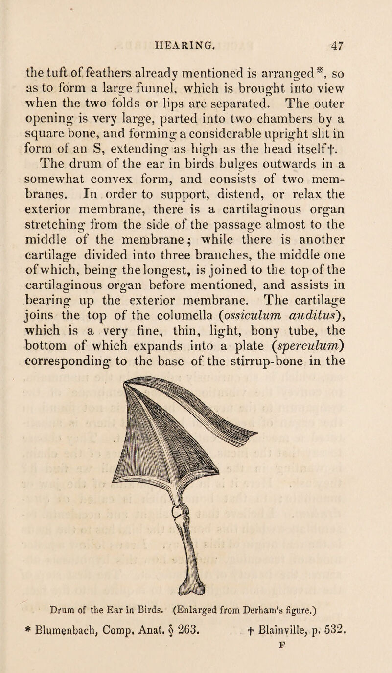 the tuft of feathers already mentioned is arranged*, so as to form a large funnel, which is brought into view when the two folds or lips are separated. The outer opening is very large, parted into two chambers by a square bone, and forming a considerable upright slit in form of an S, extending as high as the head itselff. The drum of the ear in birds bulges outwards in a somewhat convex form, and consists of two mem¬ branes. In order to support, distend, or relax the exterior membrane, there is a cartilaginous organ stretching from the side of the passage almost to the middle of the membrane; while there is another cartilage divided into three branches, the middle one of which, being the longest, is joined to the top of the cartilaginous organ before mentioned, and assists in bearing up the exterior membrane. The cartilage joins the top of the columella (ossiculum auditus), which is a very fine, thin, light, bony tube, the bottom of which expands into a plate (sperculum) corresponding to the base of the stirrup-bone in the Dram of the Ear in Birds. (Enlarged from Derham’s figure.) * Blumenbach, Comp. Anat, § 263. f Blainville, p. 532. F