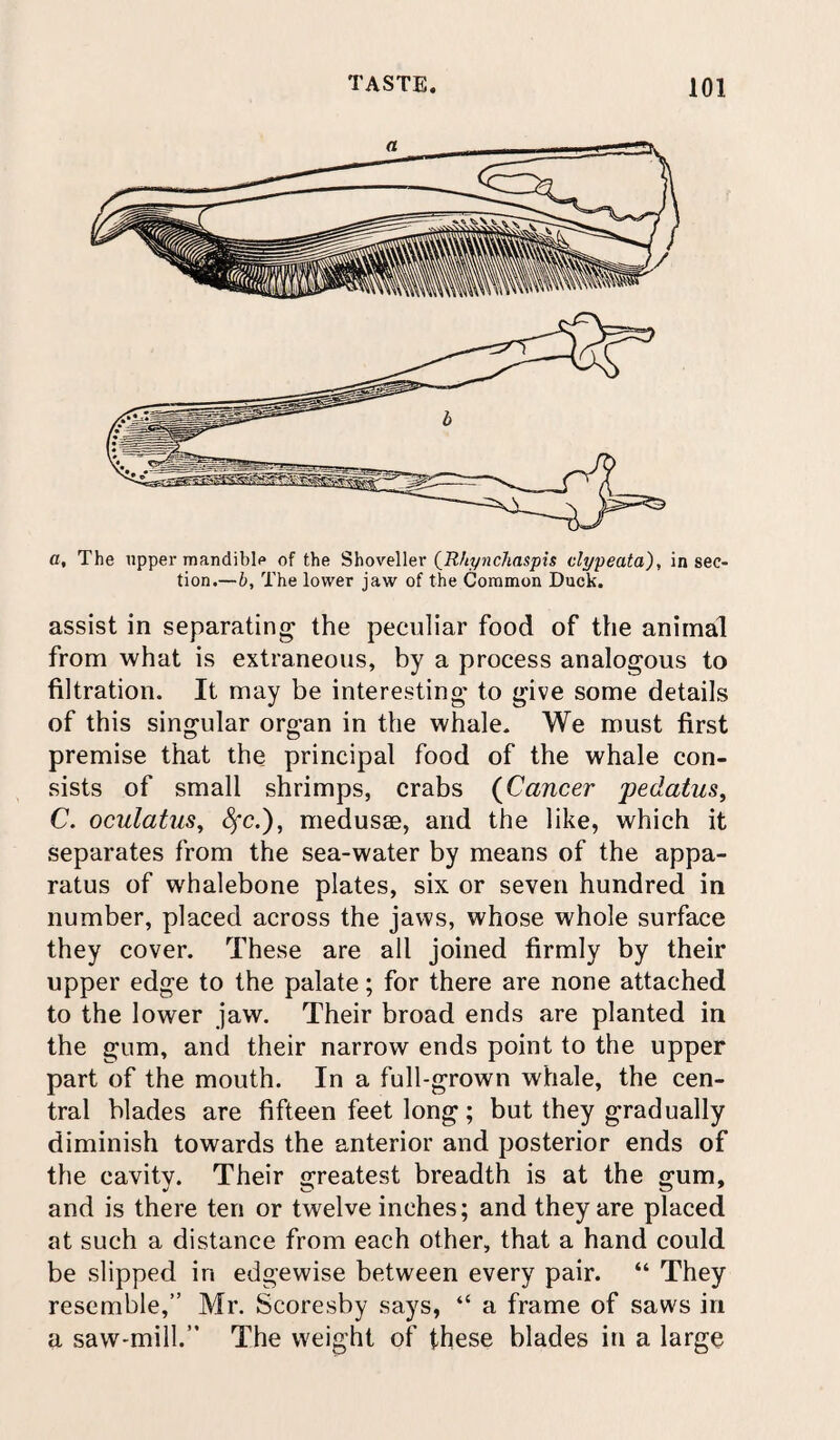 a. The upper mandible of the Shoveller (R/iynchaspis clypeata), in sec¬ tion.—b, The lower jaw of the Common Duck. assist in separating the peculiar food of the animal from what is extraneous, by a process analogous to filtration. It may be interesting to give some details of this singular organ in the whale. We must first premise that the principal food of the whale con¬ sists of small shrimps, crabs (Cancer pedatus, C. oculatus, 4*c.), medusae, and the like, which it separates from the sea-water by means of the appa¬ ratus of whalebone plates, six or seven hundred in number, placed across the jaws, whose whole surface they cover. These are all joined firmly by their upper edge to the palate; for there are none attached to the lower jaw. Their broad ends are planted in the gum, and their narrow ends point to the upper part of the mouth. In a full-grown whale, the cen¬ tral blades are fifteen feet long; but they gradually diminish towards the anterior and posterior ends of the cavity. Their Greatest breadth is at the gum, and is there ten or twelve inches; and they are placed at such a distance from each other, that a hand could be slipped in edgewise between every pair. “ They resemble,” Mr. Scoresby says, “ a frame of saws in a saw-mill.” The weight of these blades in a large