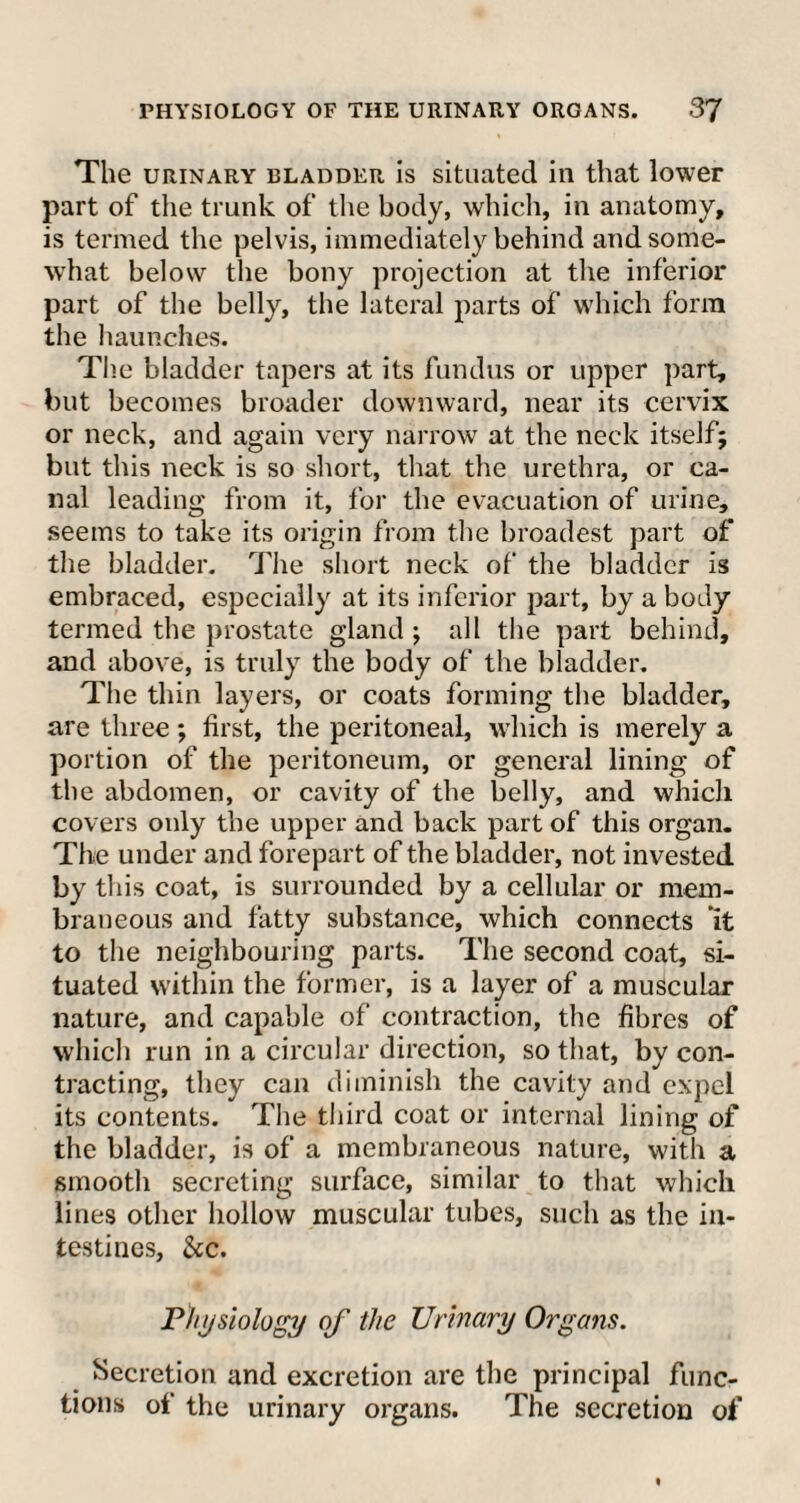 The urinary bladder is situated in that lower part of the trunk of the body, which, in anatomy, is termed the pelvis, immediately behind andsome- what below the bony projection at the inferior part of the belly, the lateral parts of which form the haunches. The bladder tapers at its fundus or upper part, but becomes broader downward, near its cervix or neck, and again very narrow at the neck itself; but this neck is so short, that the urethra, or ca¬ nal leading from it, for the evacuation of urine, seems to take its origin from the broadest part of the bladder. The short neck of the bladder is embraced, especially at its inferior part, by a body termed the prostate gland ; all the part behind, and above, is truly the body of the bladder. The thin layers, or coats forming the bladder, are three; first, the peritoneal, which is merely a portion of the peritoneum, or general lining of the abdomen, or cavity of the belly, and which covers only the upper and back part of this organ. The under and forepart of the bladder, not invested by this coat, is surrounded by a cellular or mem¬ braneous and fatty substance, which connects ’it to the neighbouring parts. The second coat, si¬ tuated within the former, is a layer of a muscular nature, and capable of contraction, the fibres of which run in a circular direction, so that, by con¬ tracting, they can diminish the cavity and expel its contents. The third coat or internal lining of the bladder, is of a membraneous nature, with a smooth secreting surface, similar to that which lines other hollow muscular tubes, such as the in¬ testines, &c. Physiology of the Urinary Organs. Secretion and excretion are the principal func¬ tions of the urinary organs. The secretion of