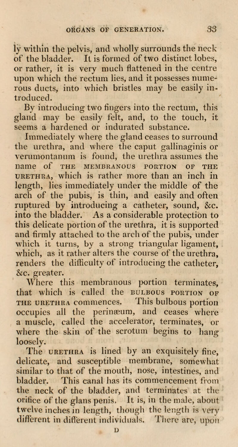 ly within the pelvis, and wholly surrounds the neck of the bladder. It is formed of two distinct lobes, or rather, it is very much flattened in the centre upon which the rectum lies, and it possesses nume¬ rous ducts, into which bristles may be easily in¬ troduced. By introducing two fingers into the rectum, this gland may be easily felt, and, to the touch, it seems a hardened or indurated substance. Immediately where the gland ceases to surround the urethra, and where the caput gallinaginis or verumontanum is found, the urethra assumes the name of the membranous portion of the urethra, which is rather more than an inch in length, lies immediately under the middle of the arch of the pubis, is thin, and easily and often ruptured by introducing a catheter, sound, &c. into the bladder. As a considerable protection to this delicate portion of the urethra, it is supported and firmly attached to the arch of the pubis, under which it turns, by a strong triangular ligament, which, as it rather alters the course of the urethra, renders the difficulty of introducing the catheter, &c. greater. Where this membranous portion terminates, that which is called the bulbous portion of the urethra commences. This bulbous portion occupies all the perinaeum, and ceases where a muscle, called the accelerator, terminates, or where the skin of the scrotum begins to hang loosely. The urethra is lined by an exquisitely fine, delicate, and susceptible membrane, somewhat similar to that of the mouth, nose, intestines, and bladder. This canal has its commencement from the neck of the bladder, and terminates at the orifice of the glans penis, It is, in the male, about twelve inches in length, though the length is very different in different individuals. There are, upon n
