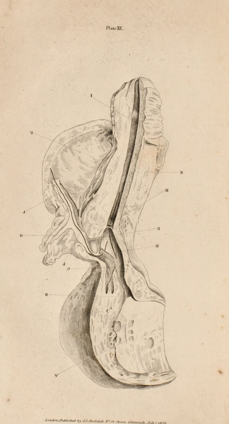 PJaleXt. O •V l on Jan by JJJtoahdait in 94 Jpem iblonnade, July j ,»