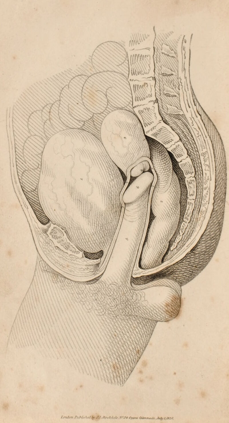 l.-n.lon fubtUhnl Xj ,tr,vMi/r JhfrXMf ’