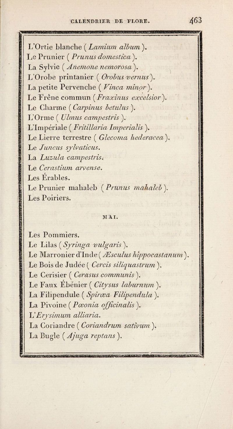 I CALENDRIER DE ELORE, 463 L’Ortie blanche ( Lamîum album ). Le Prunier ( Prunus domestica ). La Sylvie ( Anemone nemorosa ). ^ L’Orobe printanier ( Orohiis 'vernus ). La petite Pervenche ( Vinca minpr'). Le Frêne commun {^Fraxiniis excelsior)> Le Charme ( Carpinus hetulus ). L’Orme ( Uhnus campestris ). L’Impériale ( Fritillaria Imperialis ). Le Lierre terrestre ( Glecoma hederacea'). Le Juncus sjFaticus, La Luzula campestris. Le Cerastium arvense, / Les Erables. Le Prunier mahaleb ( Prunus mahaleh ). Les Poiriers. MAI. Les Pommiers. I.e Lilas ( Sjringa vulgaris \ Le Marronier d’Inde( Æsculus hlppocastanum'). Le Bois de Judée ( Cercis siliquastrum ). Le Cerisier ( Cerasus communis ). Le Faux Ebénier ( Citysus lahurnum ). La Filipendule ( Spirœa Filipendula ). La Pivoine ( Pœonia ofjicinalis ). \1 Erjsimum alliaria. La Coriandre ( Coriandrum sativum ), La Bugle ( Ajuga reptans ).
