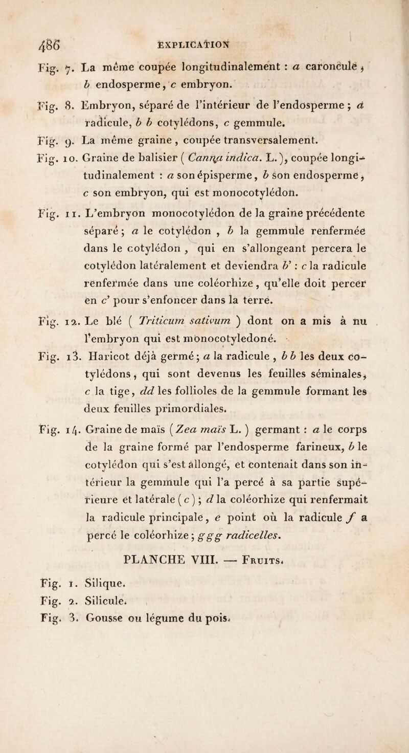 Fig. 7. La meme coupée longitudinalement : a caroncule ^ h endosperme, c embryon. Fig. 8. Embryon, séparé de l’intérieur de l’endosperme ; d radicule, h h cotylédons, c gemmule. Fig. 9. La même graine , coupée transversalement. Fig. 10. Graine de balisier ( Camyj, indica. L.), coupée longi->- tudinalement : <2 sonépisperme, 6 son endosperme, c son embryon, qui est monocotylédon. Fig. II. L’embryon monocotylédon de la graine précédente séparé ; a le cotylédon , h la gemmule renfermée dans le cotylédon , qui en s’allongeant percera le cotylédon latéralement et deviendra Jy ; c la radicule renfermée dans une coléorhize, qu’elle doit percer en c’ pour s’enfoncer dans la terre. Fig. 12. Le blé ( Triticum sativum ) dont on a mis à nu l’embryon qui est monocotyledoné. Fig. 1^. Haricot déjà germé; a la radicule , hh\t% deux co¬ tylédons ^ qui sont devenus les feuilles séminales, c la tige, dd les follioles de la gemmule formant les deux feuilles primordiales. Fig. il\. Graine de maïs [Zea maïs L. ) germant : a lé corps de la graine formé par l’endosperme farineux, b le cotylédon qui s’est allongé, et contenait dans son in¬ térieur la gemmule qui l’a percé à sa partie supé¬ rieure et latérale (c) ; c/la coléorhize qui renfermait la radicule principale, e point où la radicule f a percé le coléorhize ; ggg radicelles. PLANCHE VIII. — Fruits. Fig. I. Silique. Fig. 2. Silicule. Fig. 3. Gousse ou légume du pois.