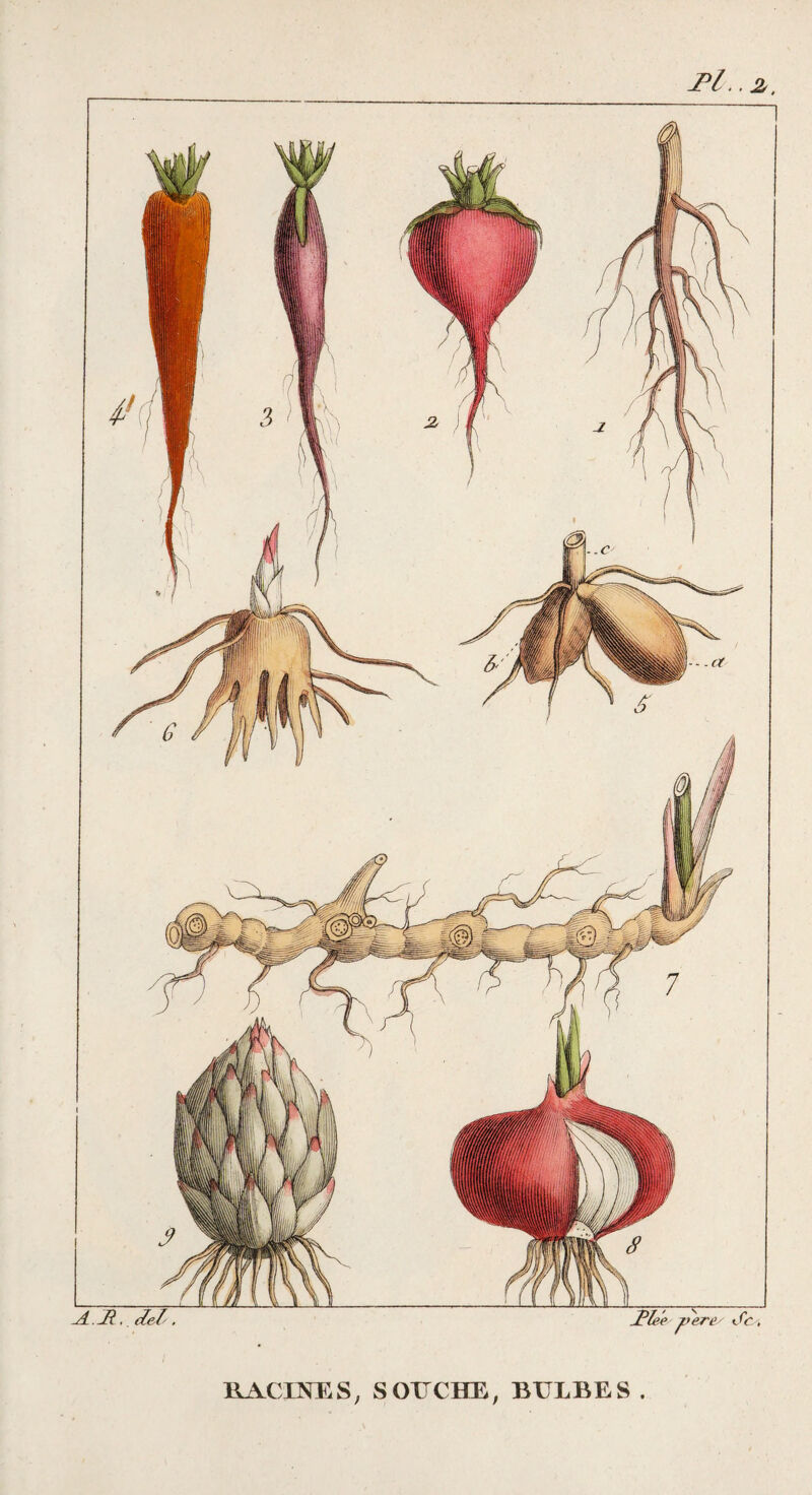 RACraES, SOUCHE, BULBES .