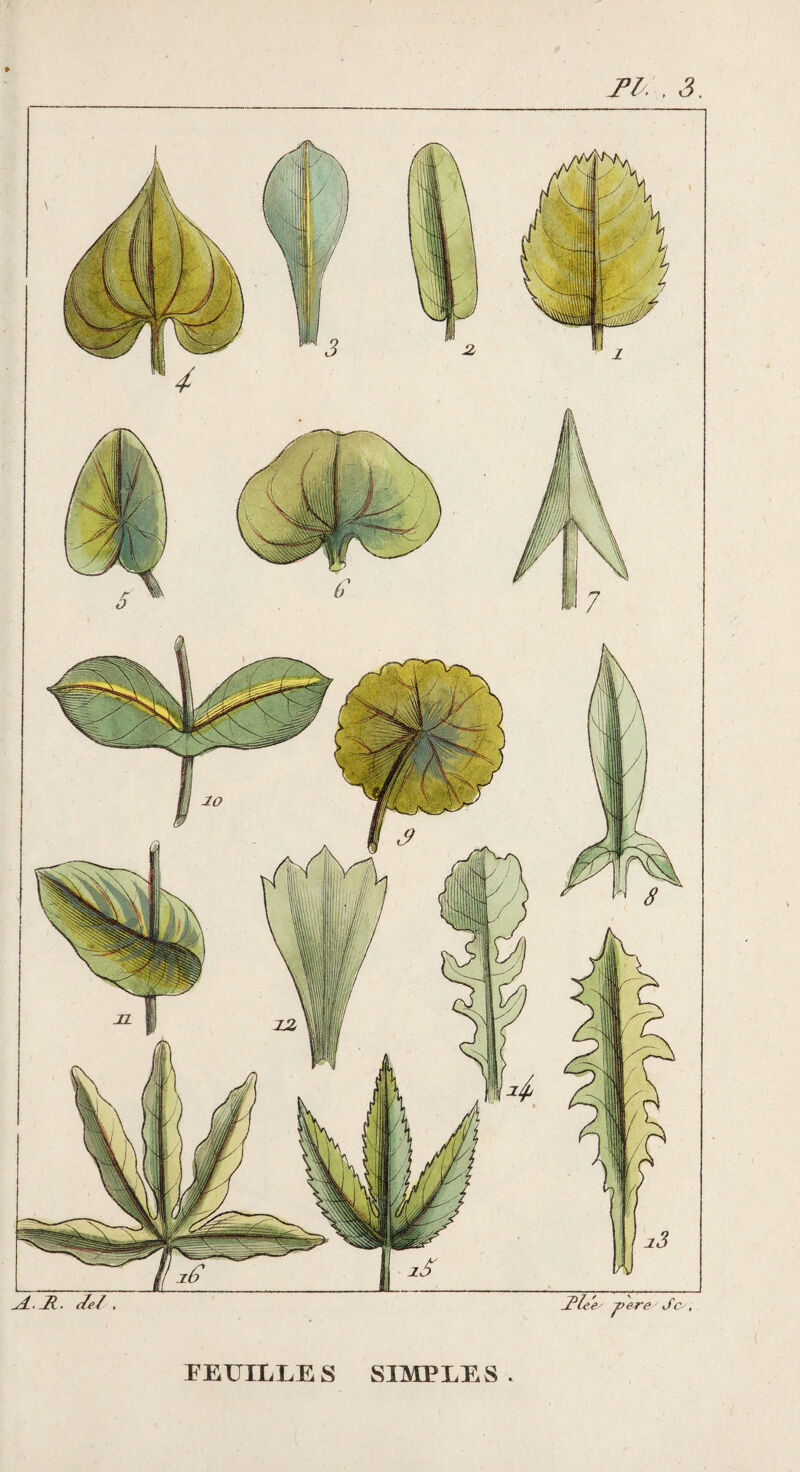 Tl. , S. FEUILLES SIMPLES.
