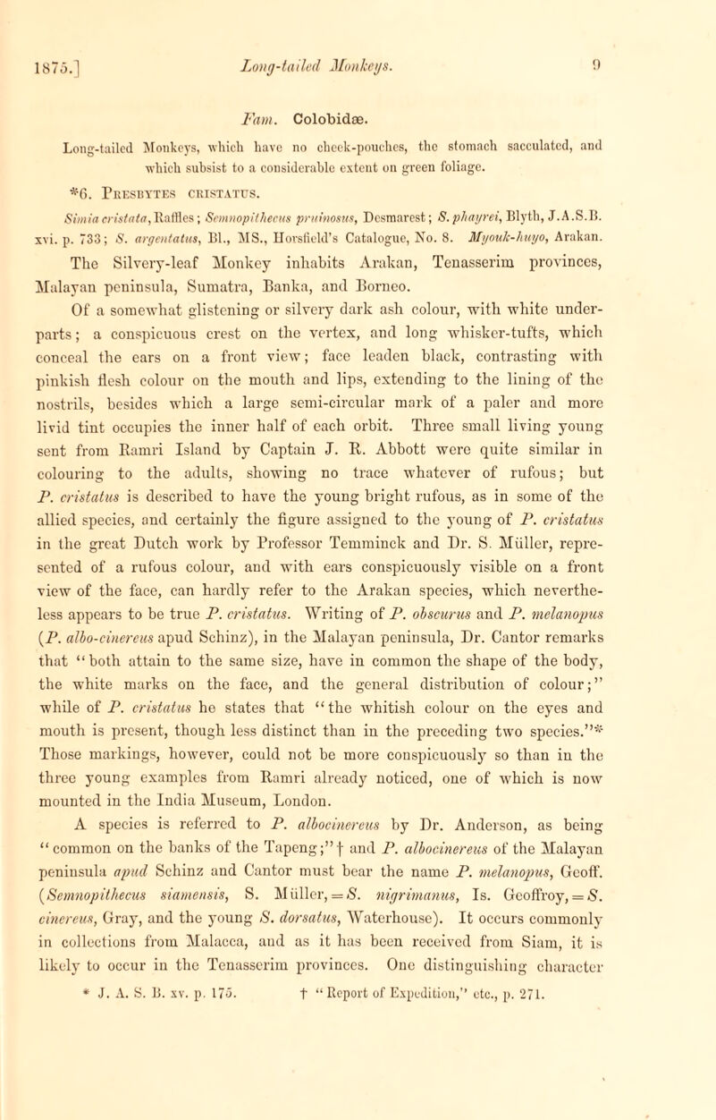 Fam. Colobidae. Long-tailed Monkeys, which have no cheek-pouches, the stomach sacculated, and which subsist to a considerable extent on green foliage. *6. Presbytes cristatus. Simia cristate,Raffles; Semnopilhecus prutnosus, Dcsmarest; S. phayrei, Blyth, J.A.S.B. xvi. p. 733; S. argentatns, Bl., MS., Horsfleld’s Catalogue, No. 8. Myoulc-huyo, Arakan. The Silvery-leaf Monkey inhabits Arakan, Tenasserim provinces, Malayan peninsula, Sumatra, Banka, and Borneo. Of a somewhat glistening or silvery dark ash colour, with white under¬ parts ; a conspicuous crest on the vertex, and long whisker-tufts, which conceal the ears on a front view; face leaden black, contrasting with pinkish tlesh colour on the mouth and lips, extending to the lining of the nostrils, besides which a large semi-circular mark of a paler and more livid tint occupies the inner half of each orbit. Three small living young sent from Ramri Island by Captain J. R. Abbott were quite similar in colouring to the adults, showing no trace whatever of rufous; but P. cristatus is described to have the young bright rufous, as in some of the allied species, and certainly the figure assigned to the young of P. cristatus in the great Dutch work by Professor Temminck and Dr. S. Muller, repre¬ sented of a rufous colour, and with ears conspicuously visible on a front view of the face, can hardly refer to the Arakan species, which neverthe¬ less appears to be true P. cristatus. Writing of P. obscurus and P. melanopus (P. albo-cinereus apud Schinz), in the Malayan peninsula, Dr. Cantor remarks that “both attain to the same size, have in common the shape of the body, the white marks on the face, and the general distribution of colour;” while of P. cristatus he states that “the whitish colour on the eyes and mouth is present, though less distinct than in the preceding two species.”* Those markings, however, could not be more conspicuously so than iu the three young examples from Ramri already noticed, one of which is now mounted in the India Museum, London. A species is referred to P. albocinereus by Dr. Anderson, as being “ common on the banks of the Tapeng;”f and P. albocinereus of the Malayan peninsula apud Schinz and Cantor must bear the name P. melanopus, Geoff. (Semnopilhecus siamensis, S. Muller, = S. nigrimanus, Is. GcofTroy, = S. cincreus, Gray, and the young S. dorsatus, Waterhouse). It occurs commonly in collections from Malacca, and as it has been received from Siam, it is likely to occur in the Tenasserim provinces. One distinguishing character