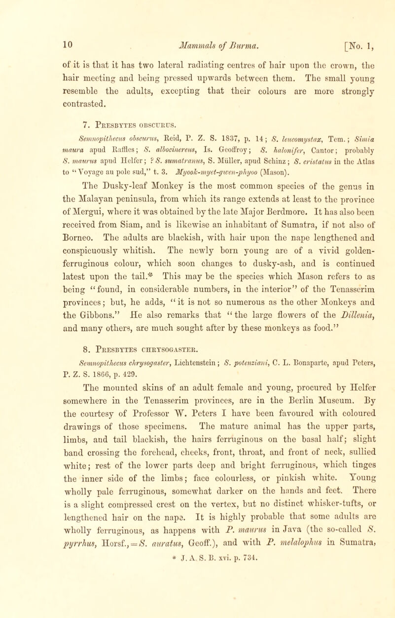 of it is that it has two lateral radiating centres of hair upon the crown, the hair meeting and being pressed upwards between them. The small young resemble the adults, excepting that their colours are more strongly contrasted. 7. Phesbytes obscurus. iSemnopithecus obscurus, Reid, P. Z. S. 1837, p. 14; S. leucomystax, Tcm.; Simia maura apud Raffles; S. albocinereus, Is. Geoffroy; S. halonifer, Cantor; probably -S. maurus apud Heifer; ? S. sumatranus, S. Muller, apud Schinz ; S. cristatus in the Atlas to “Voyage au pole sud,” t. 3. Myook-myet-gwen-phyoo (Mason). The Dusky-leaf Monkey is the most common species of the genus in the Malayan peninsula, from which its range extends at least to the province of Mergui, where it was obtained by the late Major Berdmore. It has also been received from Siam, and is likewise an inhabitant of Sumatra, if not also of Borneo. The adults are blackish, with hair upon the nape lengthened and conspicuously whitish. The newly born young are of a vivid golden- ferruginous colour, which soon changes to dusky-ash, and is continued latest upon the tail.*' This may be the species which Mason refers to as being “found, in considerable numbers, in the interior” of the Tenasserim provinces; but, he adds, “it is not so numerous as the other Monkeys and the Gibbons.” He also remarks that “ the large flowers of the Dillenia, and many others, are much sought after by these monkeys as food.” 8. Presbytes chrysogaster. Semnopithecus chrysogaster, Lichtenstein ; S. potenziani, C. L. Bonaparte, apud Peters, P. Z. S. 1866, p. 429. The mounted skins of an adult female and young, procured by Heifer somewhere in the Tenasserim provinces, are in the Berlin Museum. By the courtesy of Professor W. Peters I have been favoured with coloured drawings of those specimens. The mature animal has the upper parts, limbs, and tail blackish, the hairs ferruginous on the basal half; slight band crossing the forehead, cheeks, front, throat, and front of neck, sullied white; rest of the lower parts deep and bright ferruginous, which tinges the inner side of the limbs; face colourless, or pinkish white. Young wholly pale ferruginous, somewhat darker on the hands and feet. There is a slight compressed crest on the vertex, but no distinct whisker-tufts, or lengthened hair on the napa. It is highly7 probable that some adults are wholly ferruginous, as happens with P. maurus in Java (the so-called S. pyrrhus, Horsf., = N. auratus, Geoff.), and with P. melalophts in Sumatra,