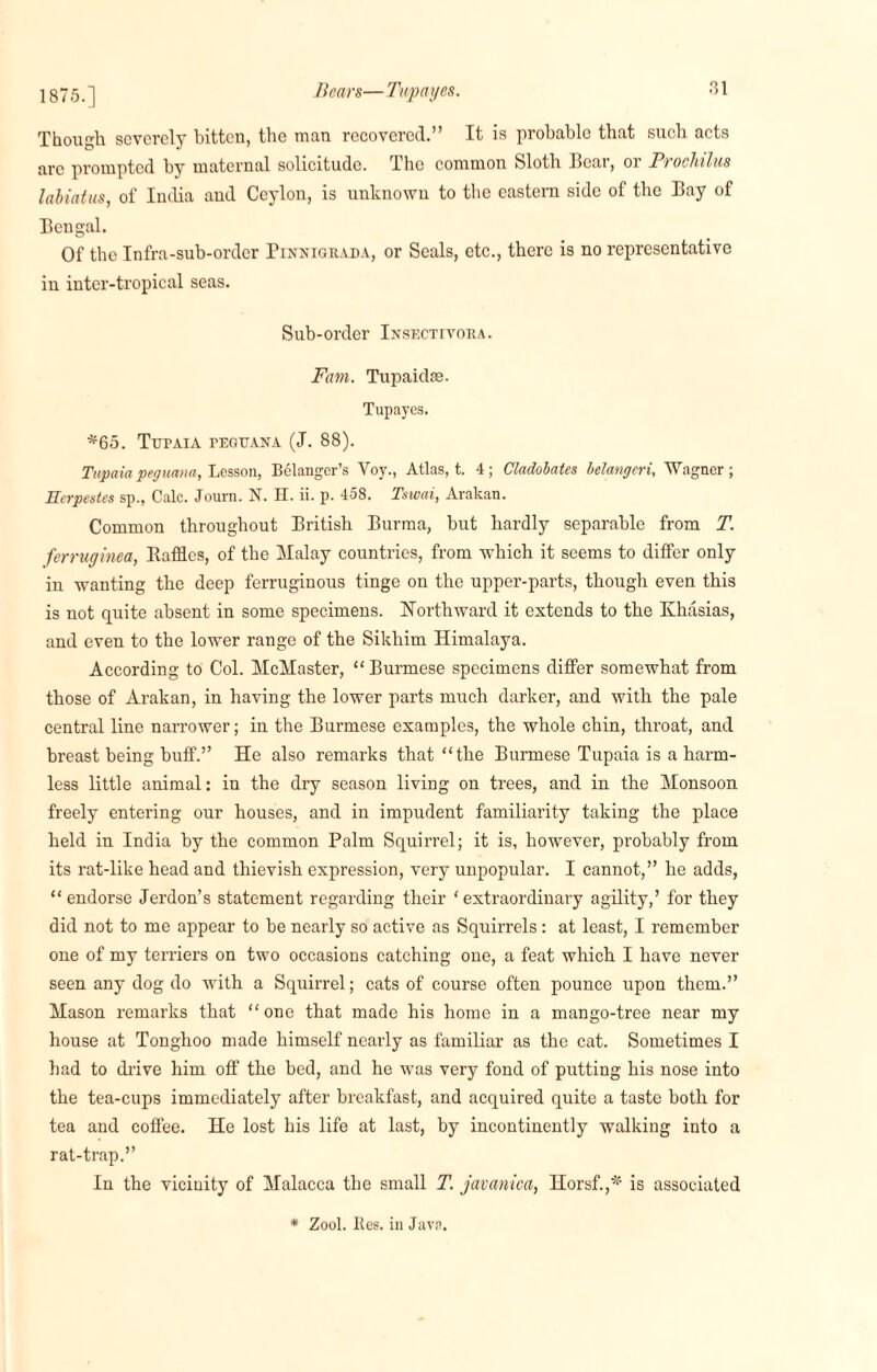 Bears— Tupayes. 1875.] Though severely bittcu, the man recovered.” It is probable that such acts arc prompted by maternal solicitude. The common Sloth Hear, or Prochilus laliatus, of India aud Ceylon, is unknown to the eastern side of the Bay of Bengal. Of the Infra-sub-order Pinnigrvda, or Seals, etc., there is no representative in inter-tropical seas. Sub-order Insectivora. Fam. Tupaidse. Tupayes. *65. TuPAIA rEGTTANA (J. 88). Tupaia peguana, Lesson, Belanger’s Voy., Atlas, t. 4 ; Cladobates belangeri, Wagner ; Ecrpestes sp., Calc. Journ. N. H. ii. p. 458. Tswai, Arakan. Common throughout British Burma, but hardly separable from T. ferruginea, Raffles, of the Malay countries, from which it seems to differ only in wanting the deep ferruginous tinge on the upper-parts, though even this is not quite absent in some specimens. Northward it extends to the Khasias, and even to the lower range of the Sikhim Himalaya. According to Col. McMaster, “Burmese specimens differ somewhat from those of Arakan, in having the lower parts much darker, and with the pale central line narrower; in the Burmese examples, the whole chin, throat, and breast being buff.” He also remarks that “the Burmese Tupaia is a harm¬ less little animal: in the dry season living on trees, and in the Monsoon freely entering our houses, and in impudent familiarity taking the place held in India by the common Palm Squirrel; it is, however, probably from its rat-like head and thievish expression, very unpopular. I cannot,” he adds, “endorse Jerdon’s statement regarding their ‘extraordinary agility,’ for they did not to me appear to be nearly so active as Squirrels: at least, I remember one of my terriers on two occasions catching one, a feat which I have never seen any dog do with a Squirrel; cats of course often pounce upon them.” Mason remarks that “one that made his home in a mango-tree near my house at Tonghoo made himself nearly as familiar as the cat. Sometimes I had to drive him off the bed, and he was very fond of putting his nose into the tea-cups immediately after breakfast, and acquired quite a taste both for tea and coffee. He lost his life at last, by incontinently walking into a rat-trap.” In the vicinity of Malacca the small T. javanica, Horsf.,* is associated * Zool. Res. in Java.