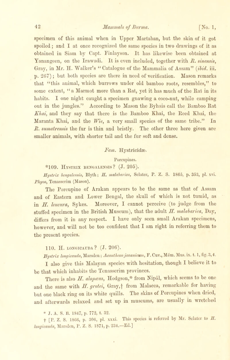 specimen of this animal when in Upper Martaban, but the skin of it got spoiled ; and I at once recognized the same species in two drawings of it as obtained iu Siam by Capt. Finlayson. It has likewise been obtained at Yanangeen, on the Irawadi. It is even included, together with R. sinensis, Gray, in Mr. II. Walker’s “ Catalogue of the Mammalia of Assam” {ibid. iii. p. 267); but both species are there in need of verification. Mason remarks that “this animal, which burrows under old bamboo roots, resembles,” to some extent, “ a Marmot more than a Rat, yet it has much of the Rat in its habits. I one night caught a specimen gnawing a coco-nut, while camping out in the jungles.” According to Mason the Byhais call the Bamboo Rat Khai, and they say that there is the Bamboo Khai, the Reed Khai, the Maranta Khai, and the 1Vie, a very small species of the same tribe.” In R. sumatrensis the fur is thin and bristly. The other three here given are smaller animals, with shorter tail and the fur soft and dense. Fam. Hystricidae. Porcupines. *109. Hvstkix bengalensis ? (J. 205). Hystrix bengalensis, Blyth; H. malabariea, Sclater, P. Z. S. 1865, p.353, pi. xvi. Thyoo, Tenasserim (Mason). The Porcupine of Arakan appears to be the same as that of Assam and of Eastern and Lower Bengal, the skull of which is not tumid, as in H. leucura, Sykes. Moreover, I cannot perceive (to judge from the stuffed specimen in the British Museum), that the adult H. malabariea, Day, differs from it in any respect. I have only seen small Arakan specimens, however, and will not be too confident that I am right in referring them to the present species. 110. n. LONGICAUDA ? (J. 206). Hystrix longicauda, Marsden; Acantheonjavanicum, F. Cuv., Mem. Mus. ix. t. 1, fig. 3,4. I also give this Malayan species with hesitation, though I believe it to be that which inhabits the Tenasserim provinces. There is also If. alopceus, Hodgson,* from Nipfil, which seems to be one and the same with II. grotei, Gray,f from Malacca, remarkable for having but one black ring on its white quills. The skins of Porcupines when dried, and afterwards relaxed and set up iu museums, aie usually in wretched * J. A. S. B. 1847, p. 772, t. 32. t [P. Z. S. 1866, p. 306, pi. xxxi. This species is referred by Mr. Sclater to H. longicauda, Marsden, P. Z. S. 1871, p. 234.—Ed.]