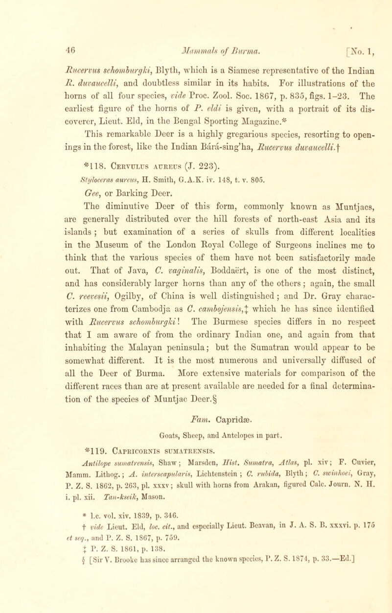 Rucervus schomhirglci, Blyth, which is a Siamese representative of the Indian R. duvaucelli, and doubtless similar in its habits. For illustrations of the horns of all four species, vide Troc. Zool. Soc. 1867, p. 835, figs. 1-23. The earliest figure of the horns of F. eldi is given, with a portrait of its dis¬ coverer, Lieut. Eld, in the Bengal Sporting Magazine.* * * § This remarkable Deer is a highly gregarious species, resorting to open¬ ings in the forest, like the Indian Bara-sing’ha, Rucervus duvaucelli.f *118. Ceryuxus aureus (J. 223). Styloccras aureus, H. Smith, G.A.K. iv. 148, t. v. 805. Gee, or Barking Deer. The diminutive Deer of this form, commonly known as Muntjacs, are generally distributed over the hill forests of north-east Asia and its islands ; but examination of a series of skulls from different localities in the Museum of the London Royal College of Surgeons inclines me to think that the various species of them have not been satisfactorily made out. That of Java, C. vaginalis, Boddaert, is one of the most distinct, and has considerably larger horns than any of the others; again, the small C. reevesii, Ogilby, of China is well distinguished ; and Dr. Gray charac¬ terizes one from Cambodja as C. cambojensis,\ which he has since identified with Rucervus schomburghi! The Burmese species differs in no respect that I am aware of from the ordinary Indian one, and again from that inhabiting the Malayan peninsula; but the Sumatran would appear to be somewhat different. It is the most numerous and universally diffused of all the Deer of Burma. More extensive materials for comparison of the different races than are at present available are needed for a final determina¬ tion of the species of Muntjac Deer.§ Fam. Capridse. Goats, Sheep, and Antelopes in part. *119. Capricornis sumatrensis. Antilope sumatrensis, Shaw; Marsden, Hist. Sumatra, Atlas, pi. xiv; F. Cuvier, Mamm. Lithog.; A. intcrscapularis, Lichtenstein; C. rubida, Blyth; C. swinhoei, Gray, P. Z. S. 18G2, p. 263, pi. xxxv; skull with horns from Arakan, figured Calc. Journ. N. H. i. pi. xii. Tan-kseik, Mason. * l.c. vol. xiv. 1839, p. 346. t vide Lieut. Eld, loc. cit., and especially Lieut. Beavan, in J. A. S. B. xxxvi. p. 175 ct seq., and P. Z. S. 1867, p. 759. t T. Z. S. 1861, p. 138. § [Sir V. Brooke has since arranged the known species, I’. Z. S. 1874, p. 33.—Ed.]