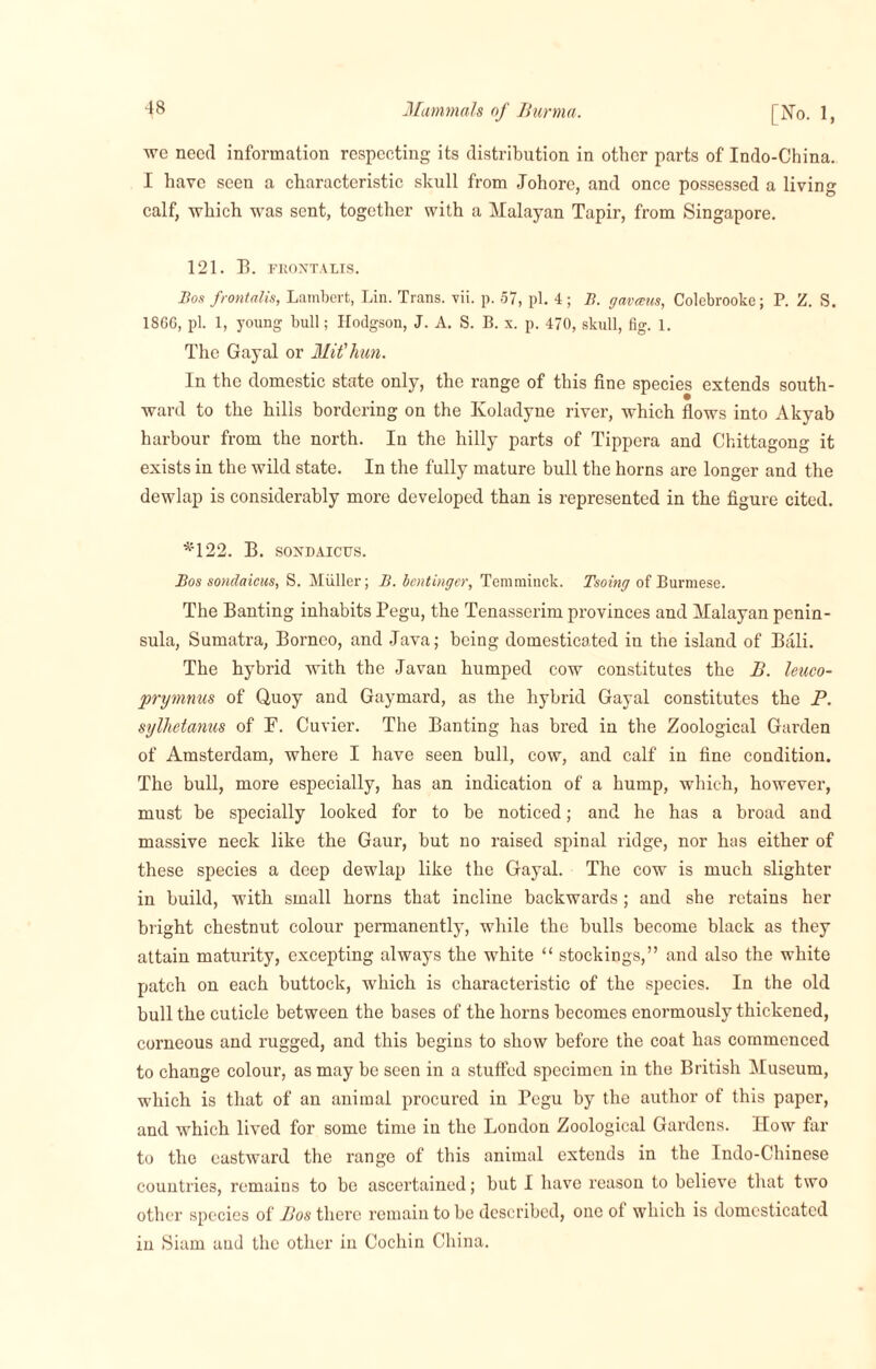 wc need information respecting its distribution in other parts of Indo-China. I have seen a characteristic skull from Johorc, and once possessed a living calf, which was sent, together with a Malayan Tapir, from Singapore. 121. B. FRONTALIS. Bos frontalis, Lambert, Lin. Trans, vii. p. 57, pi. 4 ; B. gaveeus, Colebrooke; P. Z. S. 1866, pi. 1, young bull; Hodgson, J. A. S. B. x. p. 470, skull, fig. 1. The Gayal or MU'him. In the domestic state only, the range of this fine species extends south¬ ward to the hills bordering on the Ivoladyne river, which flows into Akyab harbour from the north. In the hilly parts of Tippera and Chittagong it exists in the wild state. In the fully mature bull the horns are longer and the dewlap is considerably more developed than is represented in the figure cited. *122. B. sondaicus. Bos sondaicus, S. Muller; B. bentinger, Temminck. Tsoing of Burmese. The Banting inhabits Pegu, the Tenasserim provinces and Malayan penin¬ sula, Sumatra, Borneo, and Java; being domesticated iu the island of Bali. The hybrid with the Javan humped cow constitutes the B. leuco- prymnus of Q,uoy and Gaymard, as the hybrid Gayal constitutes the P. sylhetanus of F. Cuvier. The Banting has bred in the Zoological Garden of Amsterdam, where I have seen bull, cow, and calf in fine condition. The bull, more especially, has an indication of a hump, which, however, must be specially looked for to be noticed; and he has a broad and massive neck like the Gaur, but no raised spinal ridge, nor has either of these species a deep dewlap like the Gayal. The cow is much slighter in build, with small horns that incline backwards; and she retains her bright chestnut colour permanently, while the bulls become black as they attain maturity, excepting always the white “ stockings,” and also the white patch on each buttock, which is characteristic of the species. In the old bull the cuticle between the bases of the horns becomes enormously thickened, corneous and rugged, and this begins to show before the coat has commenced to change colour, as may be seen in a stuffed specimen in the British Museum, which is that of an animal procured in Pegu by the author of this paper, and which lived for some time in the London Zoological Gardens. How far to the eastward the range of this animal extends in the Indo-Chinese countries, remains to be ascertained; but I have reason to believe that two other species of Bos there remain to be described, one of which is domesticated in Siam and the other in Cochin China.