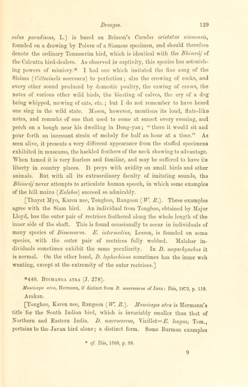 cuius paradiseus, L.) is based on Brisson’s Cuculus cristatus siamensis, founded on a drawing by Poivre of a Siamese specimen, and should therefore denote the ordinary Tenasserim bird, which is identical with the Bhimrdj of the Calcutta bird-dealers. As observed in captivity, this species has astonish¬ ing powers of mimicry.* I had one which imitated the fine song of the Shama (Cittocincla macroura) to perfection; also the crowing of cocks, and every other sound produced by domestic poultry, the cawing of crows, the notes of various other wild birds, the bleating of calves, the cry of a dog being whipped, mewing of cats, etc.; but I do not remember to have heard one sing in the wild state. Mason, however, mentions its loud, flute-like notes, and remarks of one that used to come at sunset every evening, and perch on a bough near his dwelling in Dong-yan; “there it would sit and pour forth an incessant strain of melody for half an hour at a time.” As seen alive, it presents a very different appearance from the stuffed specimens exhibited in museums, the hackled feathers of the neck showing to advantage. When tamed it is very fearless and familiar, and may be suffered to have its liberty in country places. It preys with avidity on small birds and other animals. But with all its extraordinary faculty of imitating sounds, the Bhimrdj never attempts to articulate human speech, in which some examples of the hill maina (Eulabes) succeed so admirably. [Thayet Myo, Karen nee, Tonghoo, Bangoon (WB.). These examples agree with the Siam bird. An individual from Tonghoo, obtained by Major Lloyd, has the outer pair of rectrices feathered along the whole length of the inner side of the shaft. This is found occasionally to occur in individuals of many species of Dissemurus. E. intermedins, Lesson, is founded on some species, with the outer pair of rectrices fully webbed. Malabar in¬ dividuals sometimes exhibit the same peculiarity. In D. megarhynchus it is normal. On the other hand, D. lophorhinus sometimes has the inner web wanting, except at the extremity of the outer rectrices.] *440. Bpchaxga atea (J. 278). Muscicapa atra, Hermann, if distinct from B. macrocerca of Java; Ibis, 1872, p. 119. Arakan. [Tonghoo, Karen nee, Rangoon ( W. B.). Muscicapa atra is Hermann’s title for the South Indian bird, which is invariably smaller than that of Northern and Eastern India. D. macrocercus, Vieillot=jE’. longus, Tem., pertains to the Javan bird alone; a distinct form. Some Burrnan examples * cf. Ibis, 1860, p. 99. 9