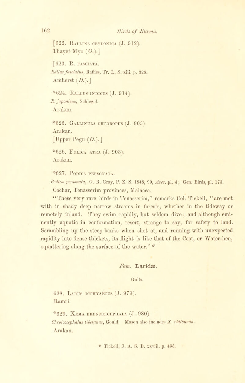 [622. Rallina ceylonica (J. 912). Thayet Myo (O.).] [623. R. FASCIATA. Halim fasciatus, Raffles, Tr. L. S. xiii. p. 328. Amherst (ZX).] '624. Ralles indtcus (J. 914). H. japonicus, Schlegel. Arakan. *625. Gaxlinula chloropus (J. 905). Arakan. [Upper Pegu (0.). ] *626. Fulica atra (J. 903). Arakan. *627. Podica personata. Podica personata, G. R. Gray, P. Z. S. 1848, 90, Aves, pi. 4; Gen. Birds, pi. 173. Cachar, Tenasserim provinces, Malacca. “These very rare birds in Tenasserim,” remarks Col. Tickell, “are met with in shady deep narrow streams in forests, whether in the tideway or remotely inland. They swim rapidly, but seldom dive ; and although emi¬ nently aquatic in conformation, resort, strange to say, for safety to land. Scrambling up the steep banks when shot at, and running with unexpected rapidity into dense thickets, its flight is like that of the Coot, or Water-hen, squattering along the surface of the water.” * Fam. Laridae. Gulls. 628. Larus icthyaetus (J. 979). Ramri. *629. XeMA HRUNXKICKPllALA (J. 980). Chroicocephalm tibe/amis, Gould. Mason also includes X. ridibunda. Arakan. * Tickell, J. A. S. B. xxviii. p. 455.