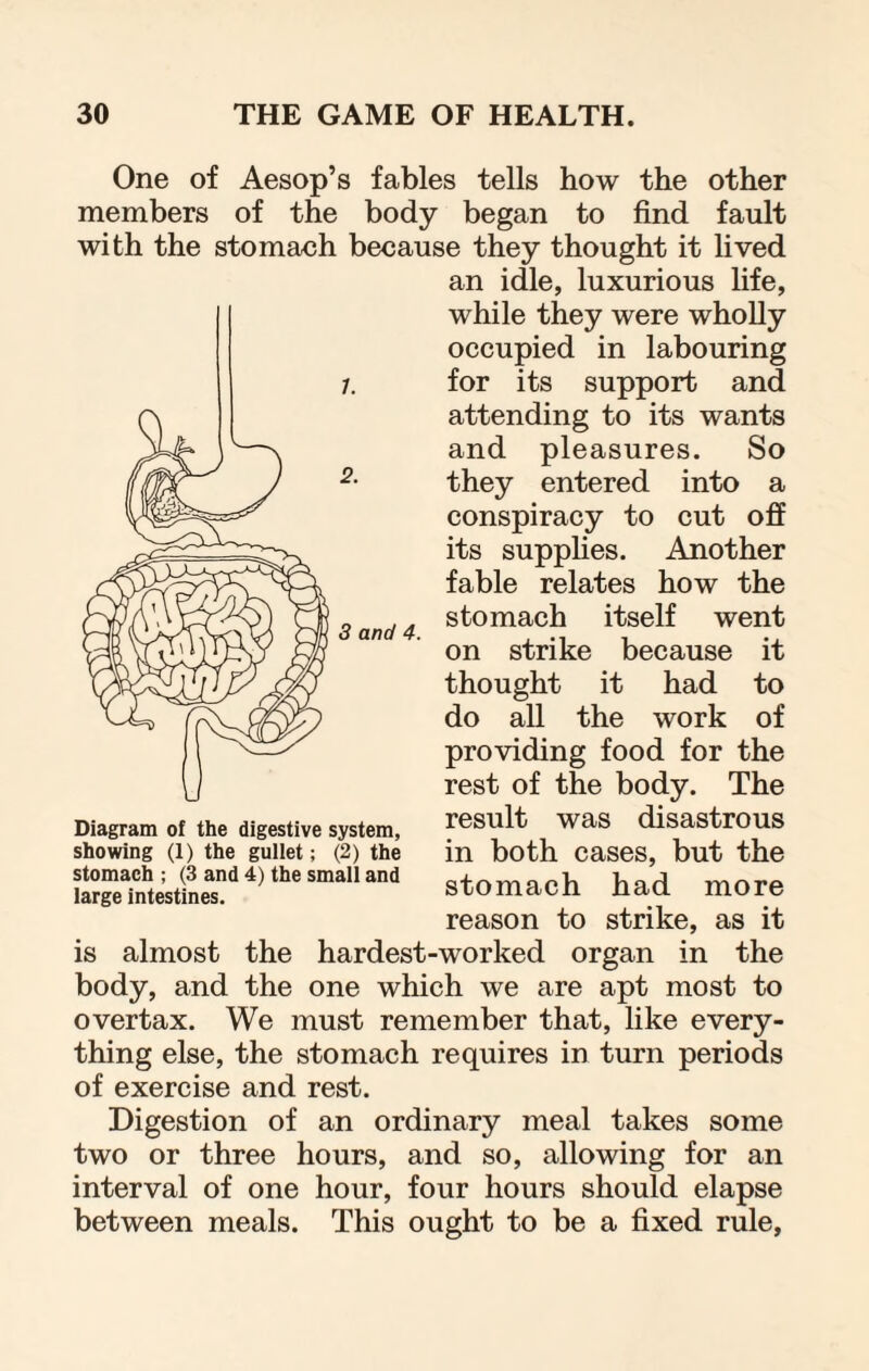 One of Aesop’s fables tells how the other members of the body began to find fault with the stomaeh because they thought it lived an idle, luxurious life, while they were wholly occupied in labouring for its support and attending to its wants and pleasures. So they entered into a conspiracy to cut off its supplies. Another fable relates how the stomach itself went on strike because it thought it had to do all the work of providing food for the rest of the body. The result was disastrous in both cases, but the stomach had more reason to strike, as it is almost the hardest-worked organ in the body, and the one which we are apt most to overtax. We must remember that, like every¬ thing else, the stomach requires in turn periods of exercise and rest. Digestion of an ordinary meal takes some two or three hours, and so, allowing for an interval of one hour, four hours should elapse between meals. This ought to be a fixed rule. Diagram of the digestive system, showing (1) the gullet; (2) the stomach ; (3 and 4) the small and large intestines.